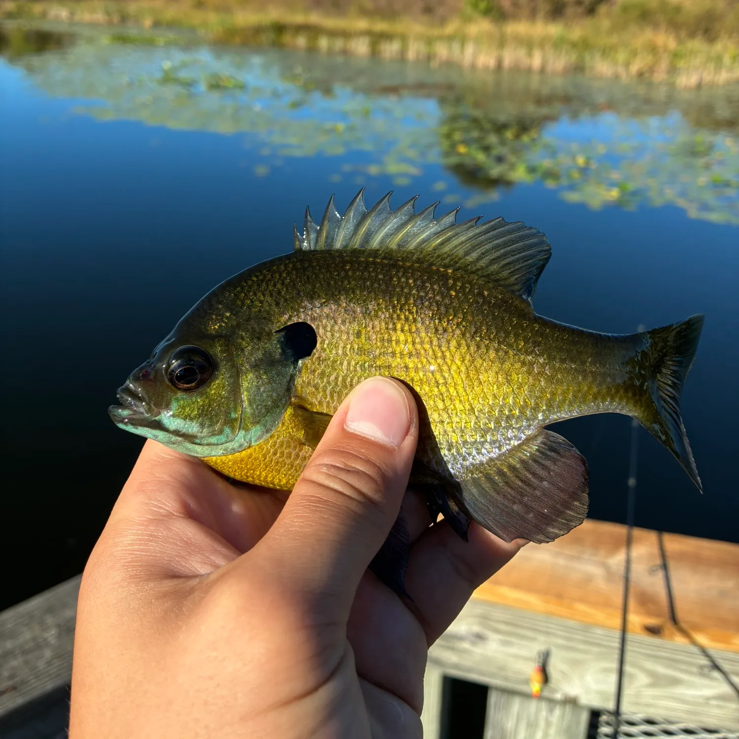 Bluegill caught on Fishbrain