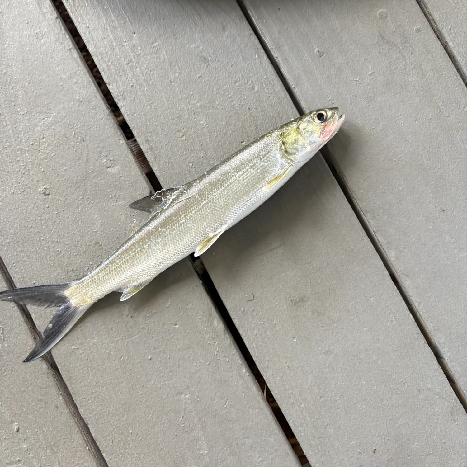 The most recent Hawaiian ladyfish catches on Fishbrain