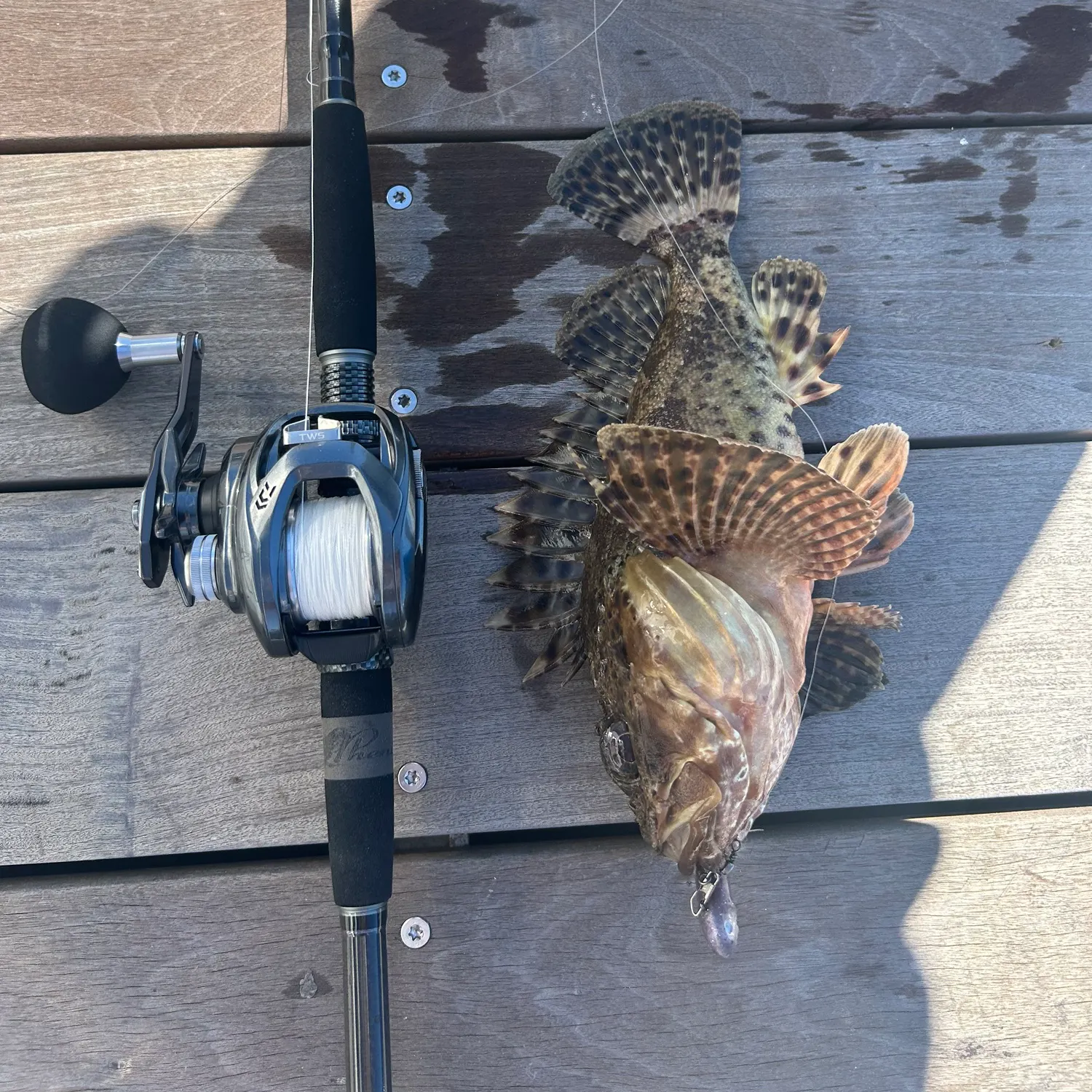 recently logged catches