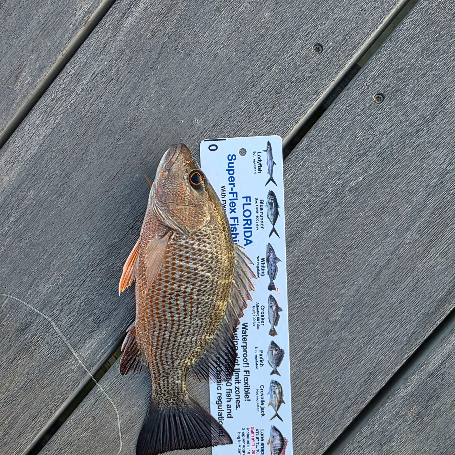 Mangrove snapper caught on Fishbrain