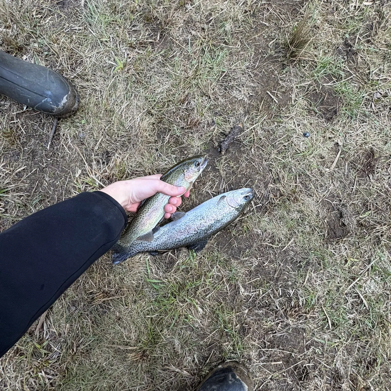 Rainbow trout caught on Fishbrain