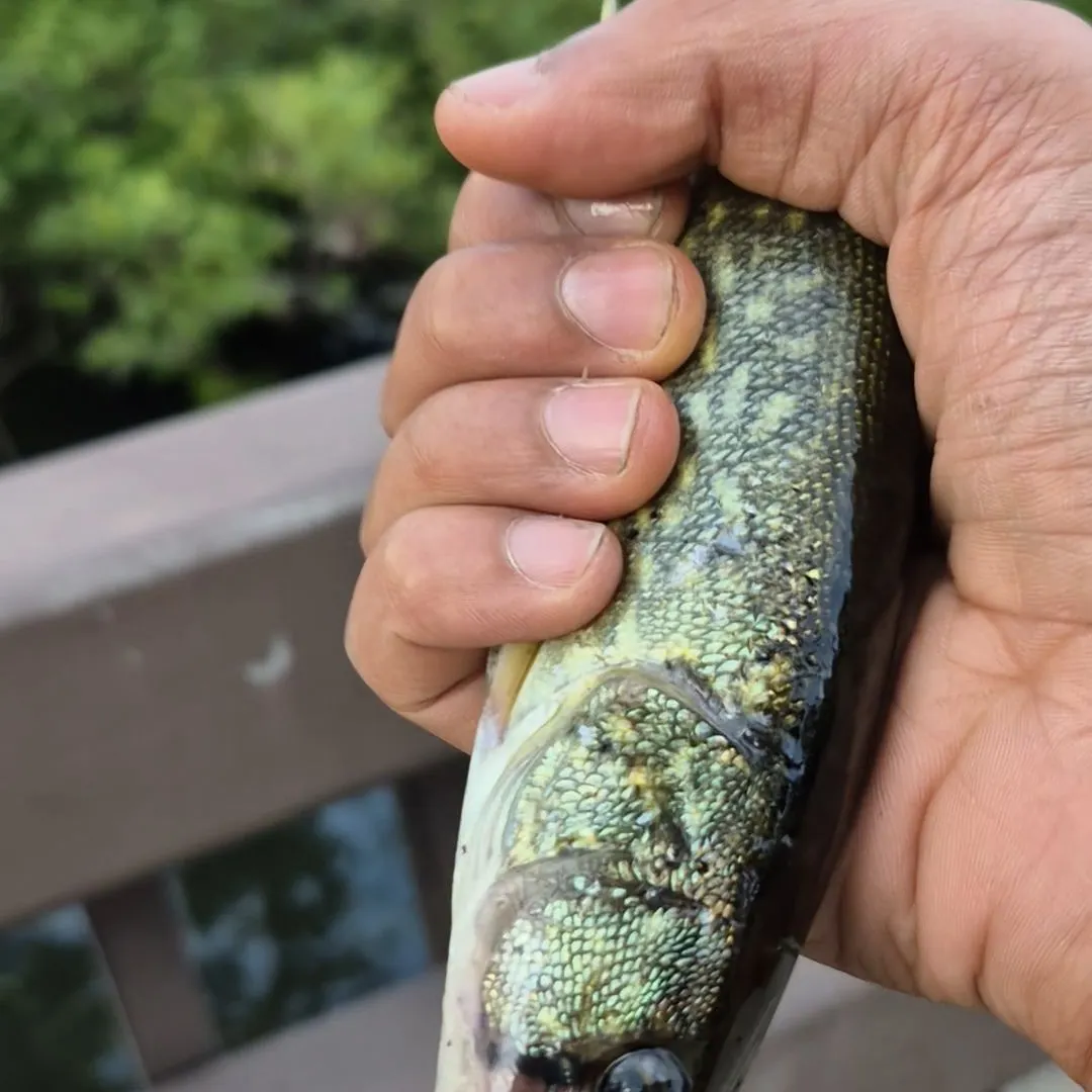 Chain pickerel caught on Fishbrain