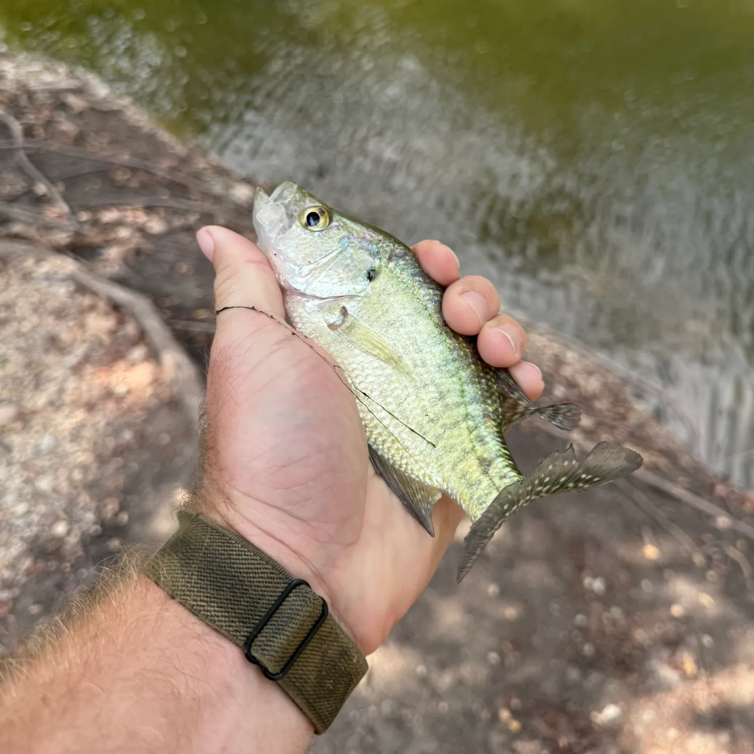 White crappie caught on Fishbrain