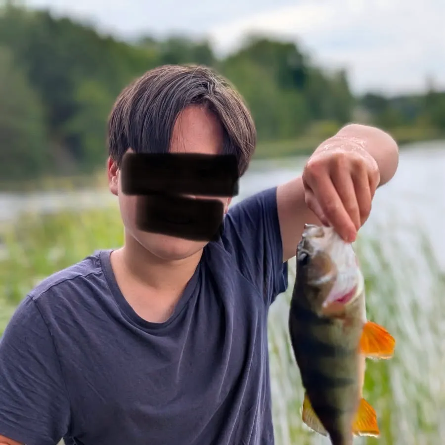 European perch caught on Fishbrain