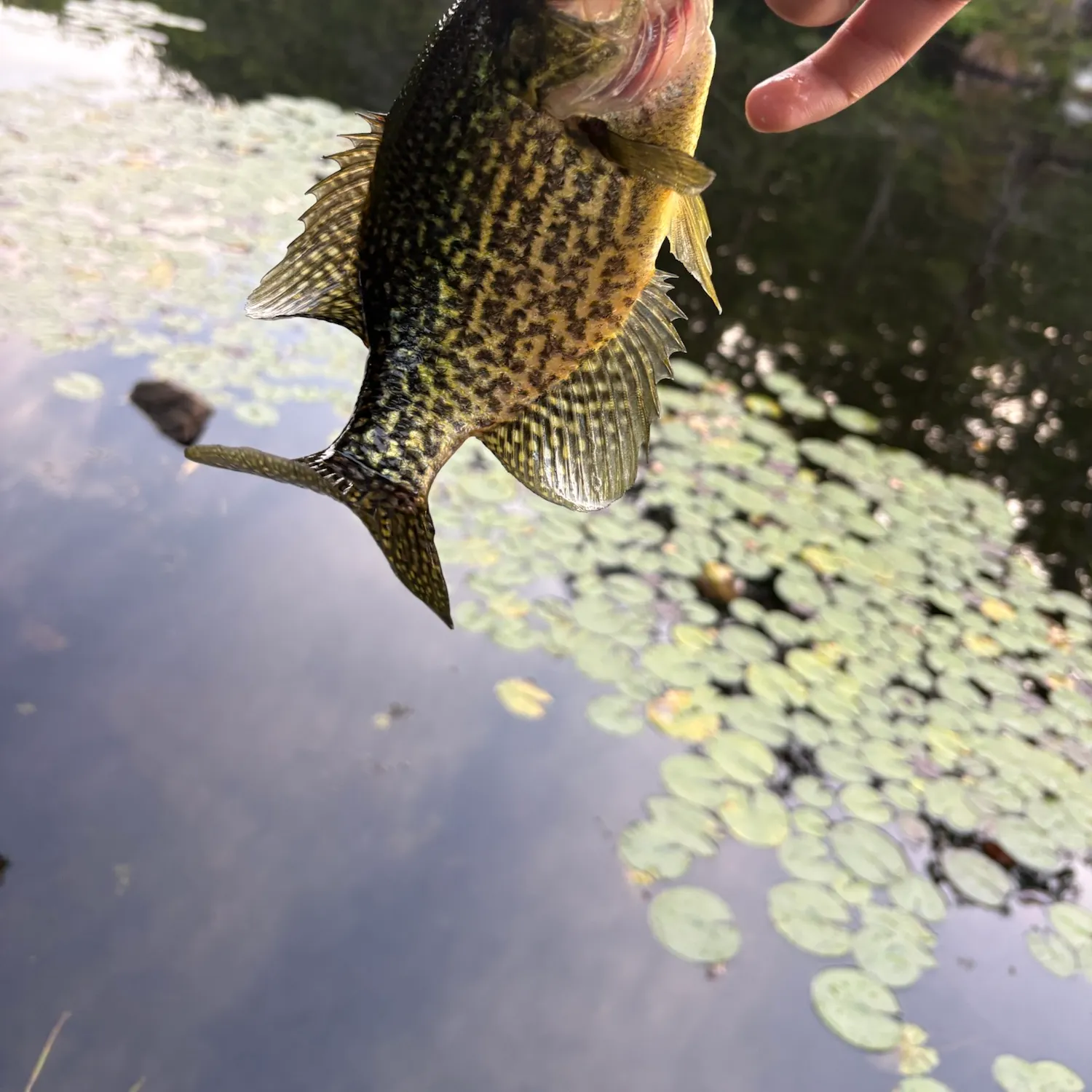 Black crappie caught on Fishbrain