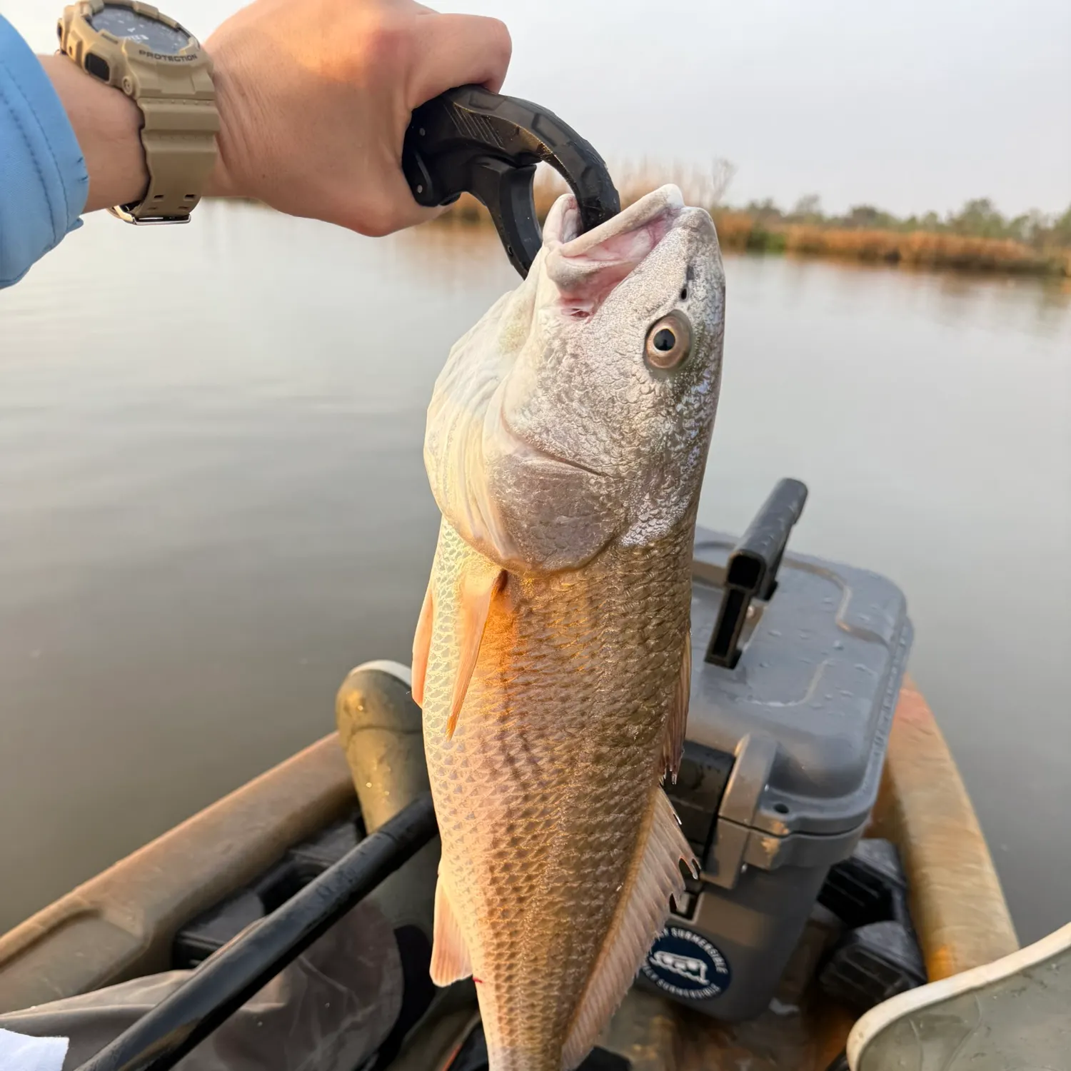 The most recent Red drum catches on Fishbrain