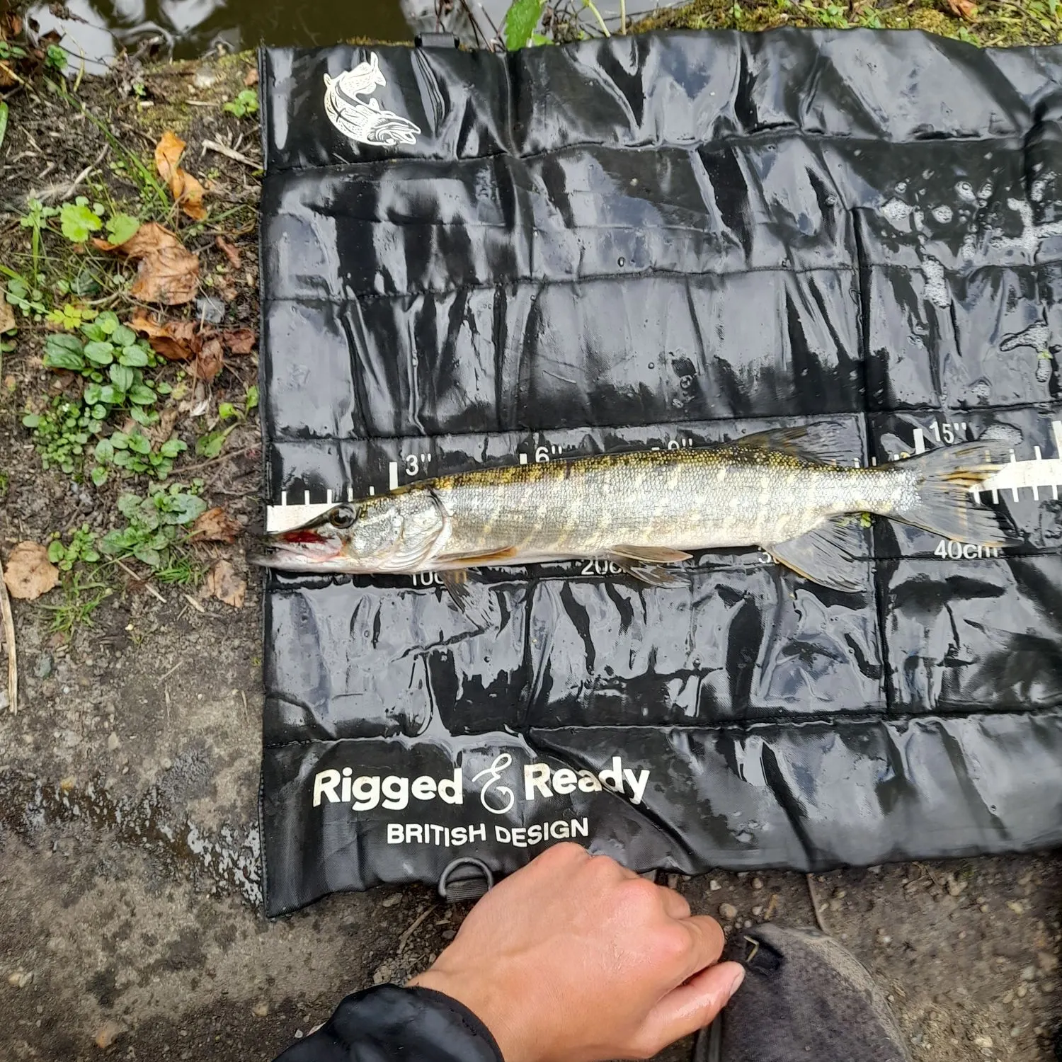 Northern pike caught on Fishbrain