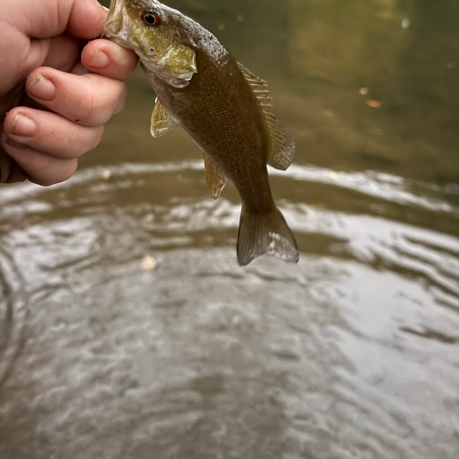 Smallmouth bass caught on Fishbrain