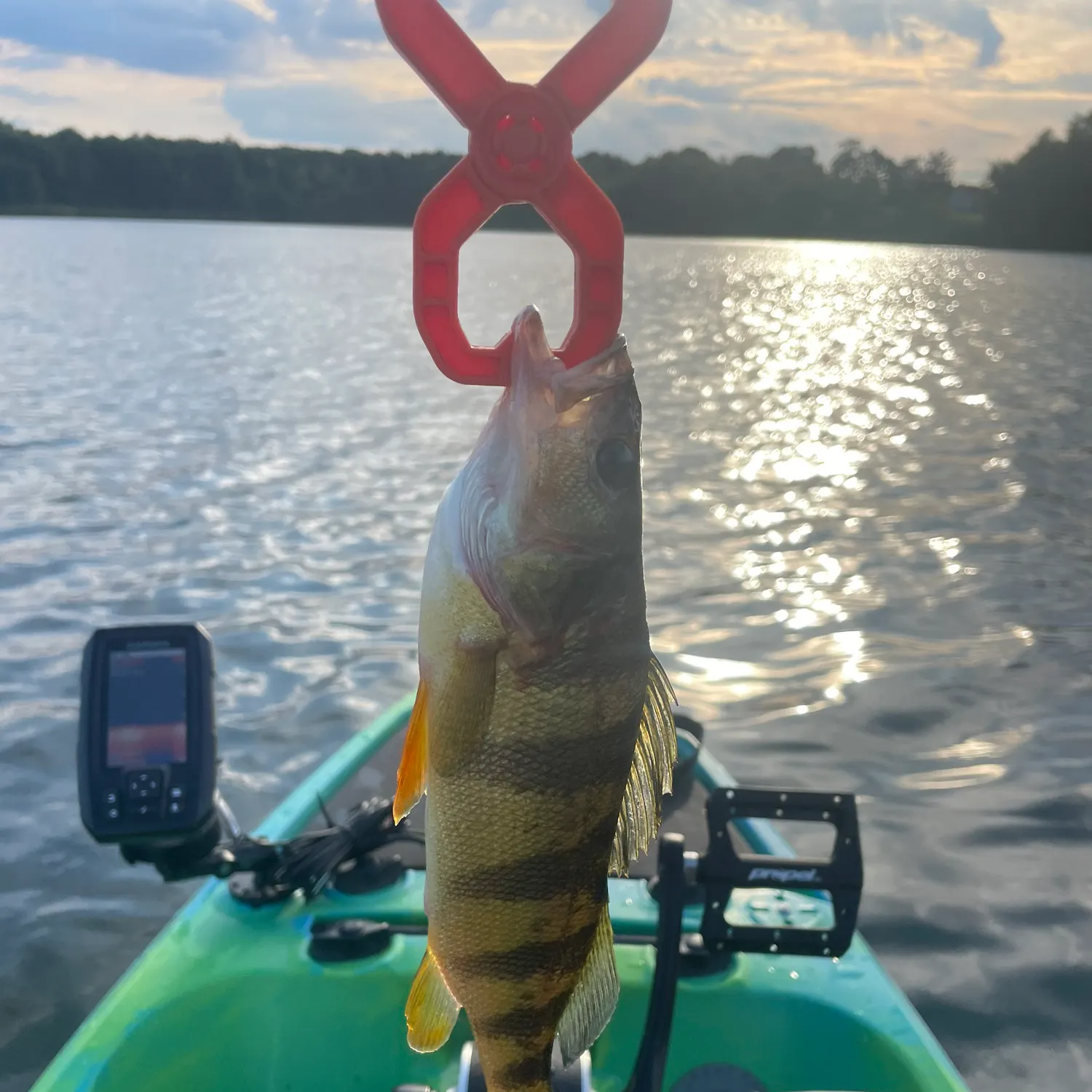 Yellow perch caught on Fishbrain