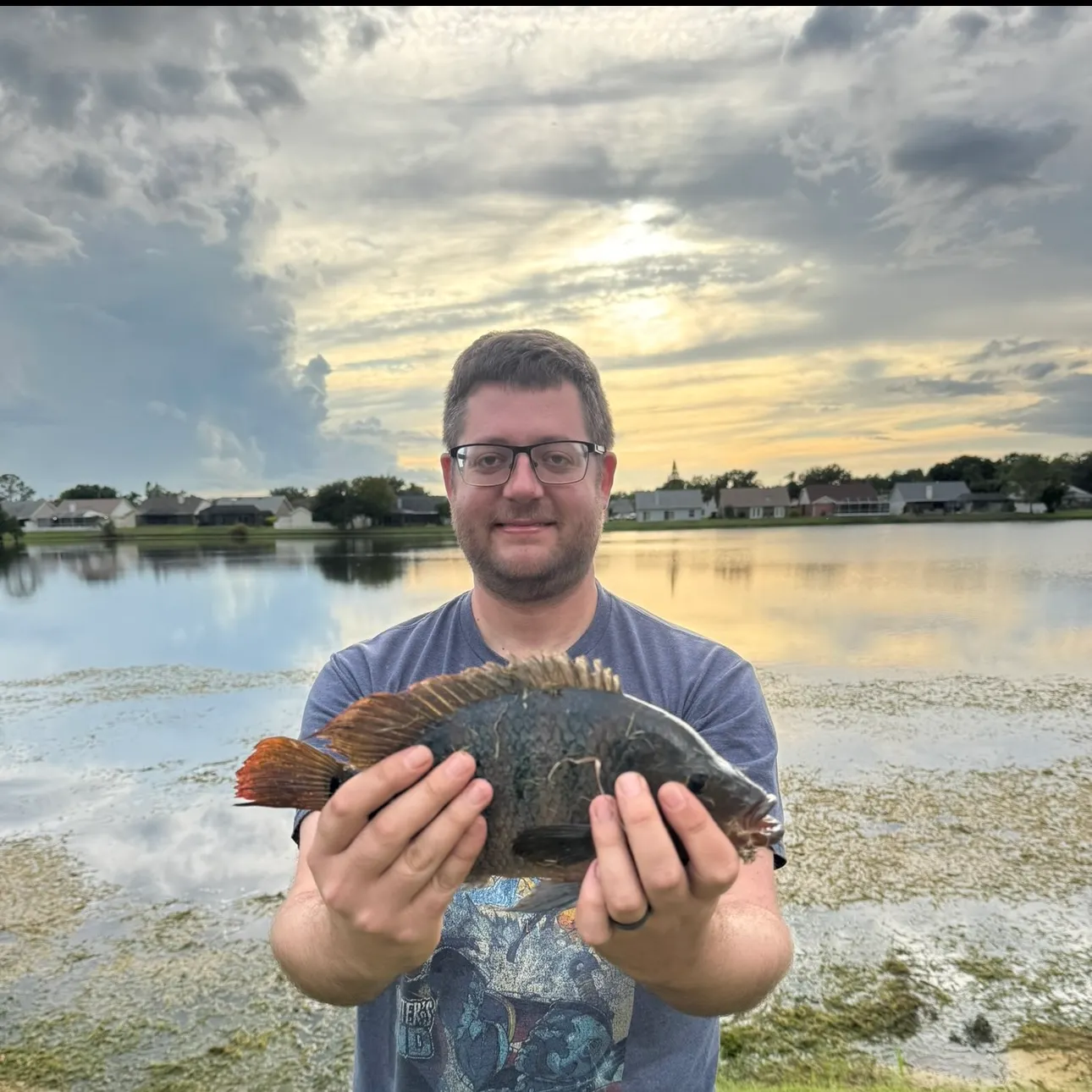 The most recent Spotted tilapia catches on Fishbrain