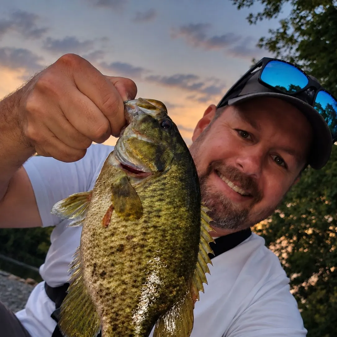 Rock bass caught on Fishbrain