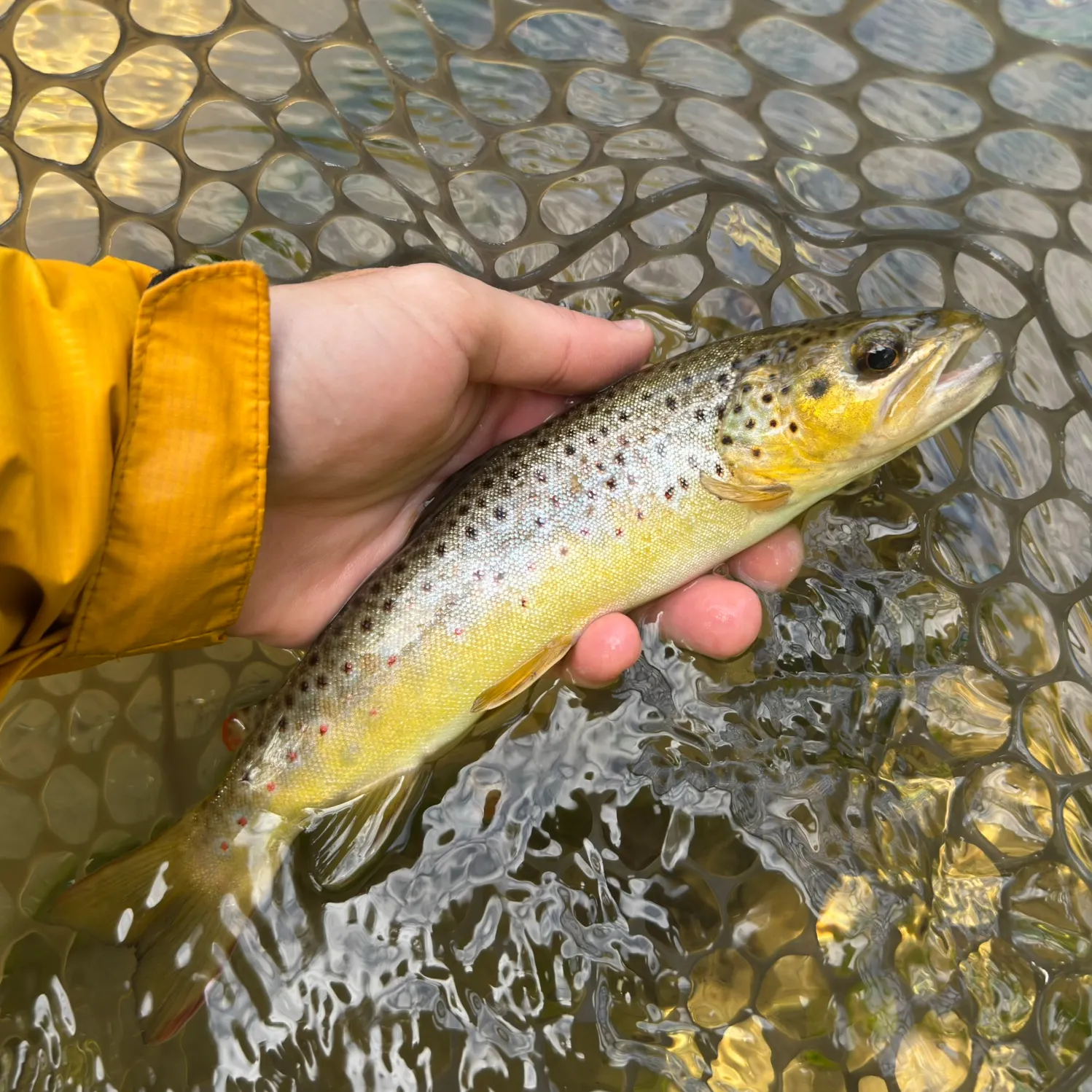 Brown trout caught on Fishbrain