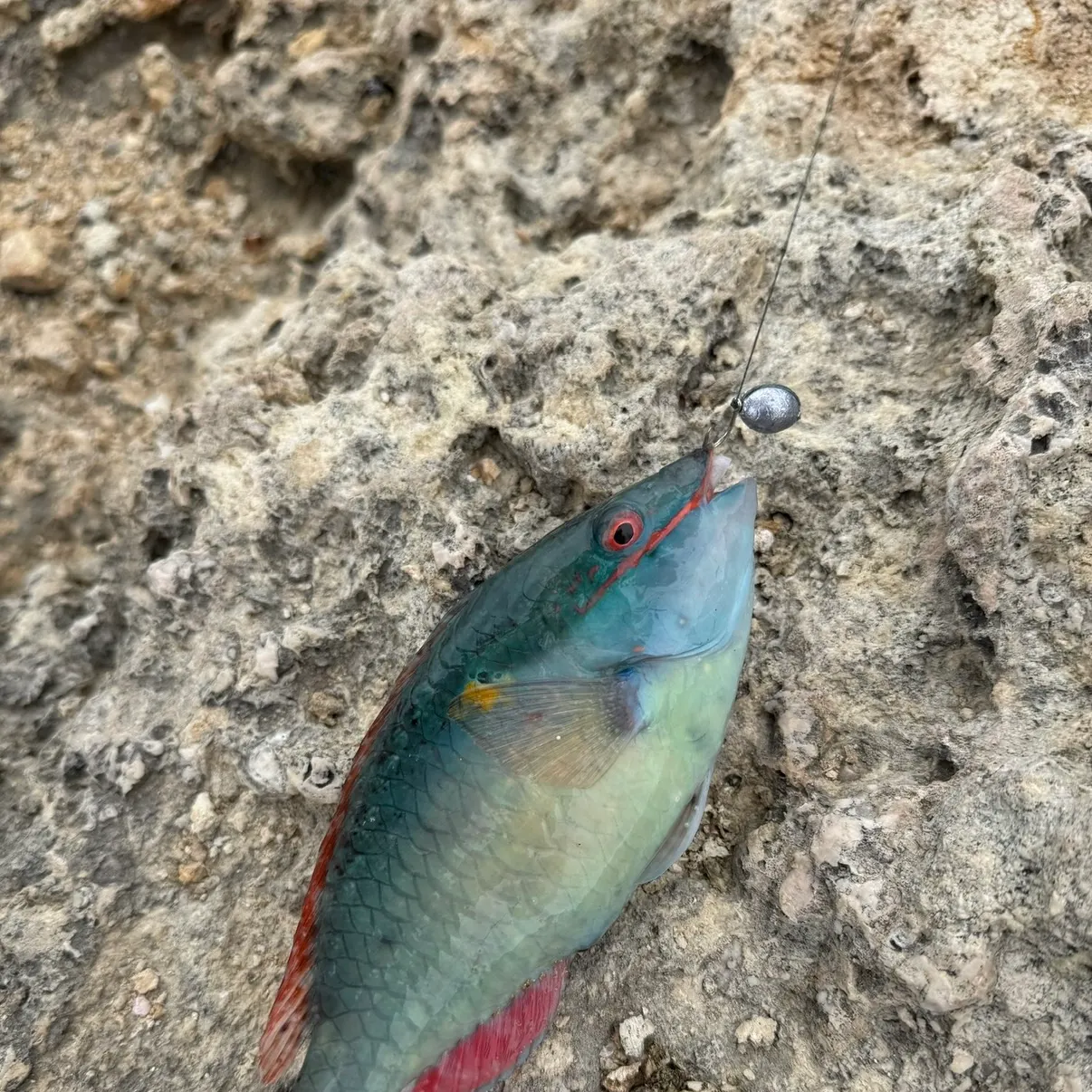 The most recent Common parrotfish catches on Fishbrain