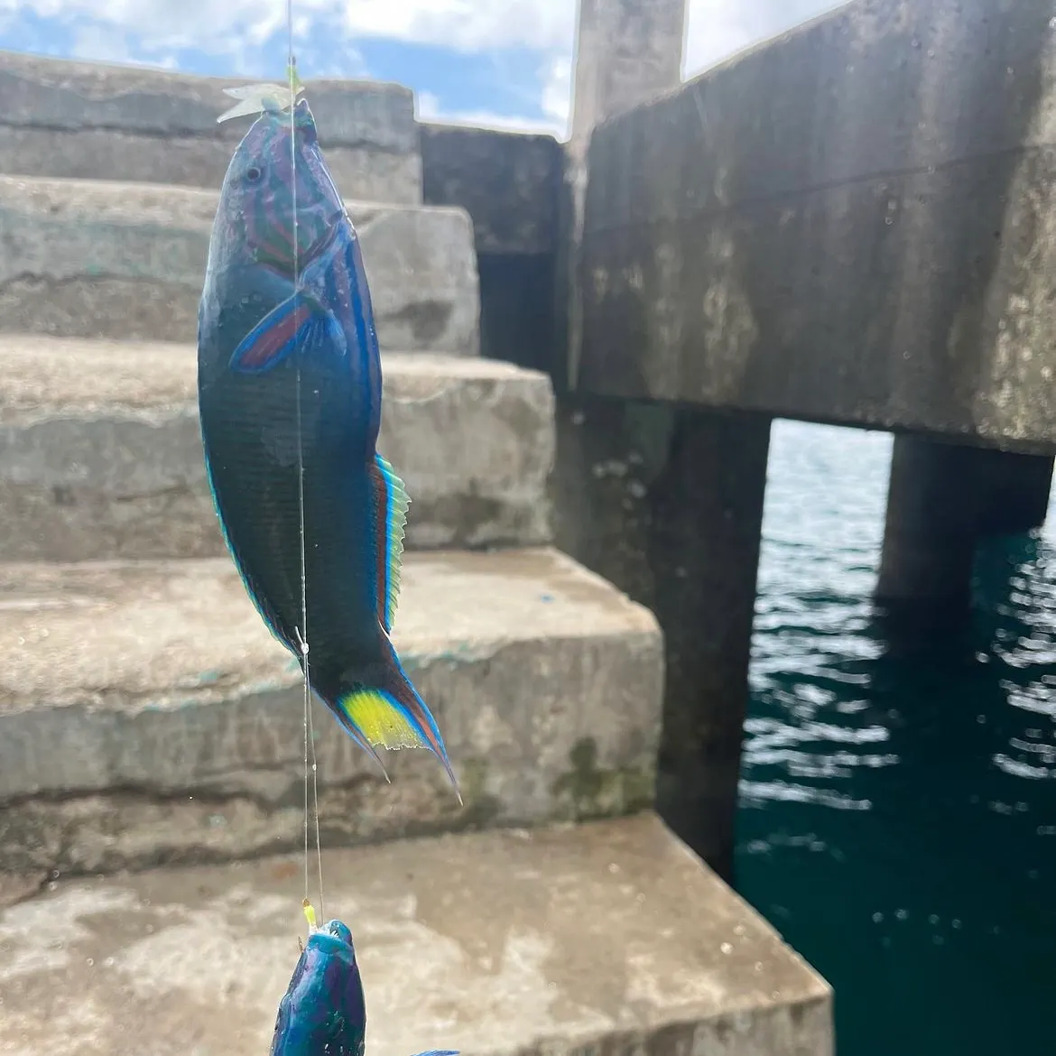 The most recent Moon wrasse catches on Fishbrain