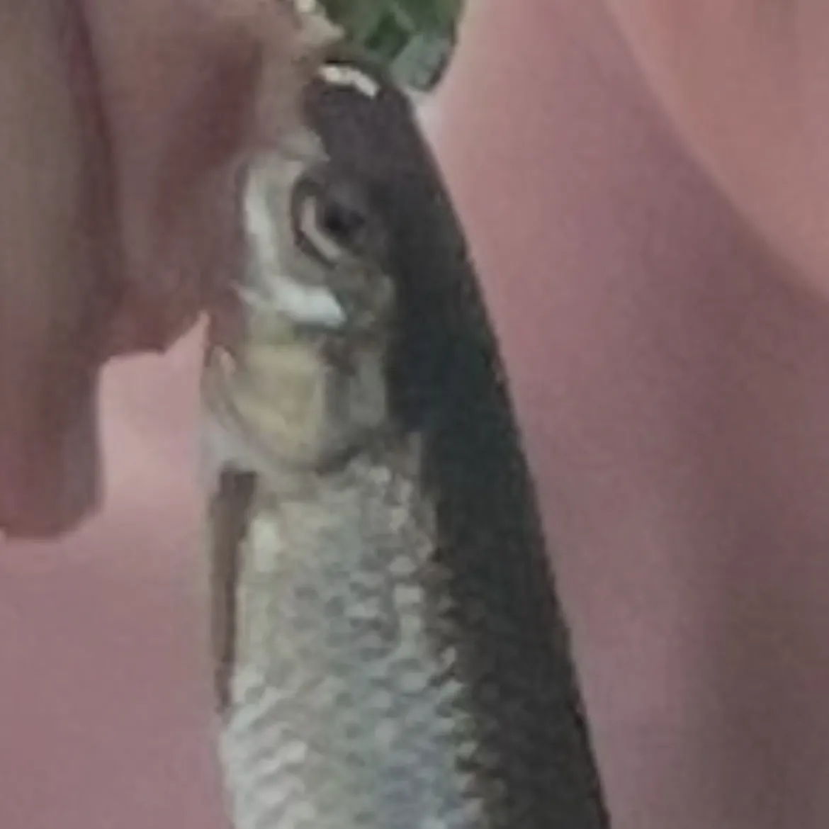 Rainbow trout caught on Fishbrain