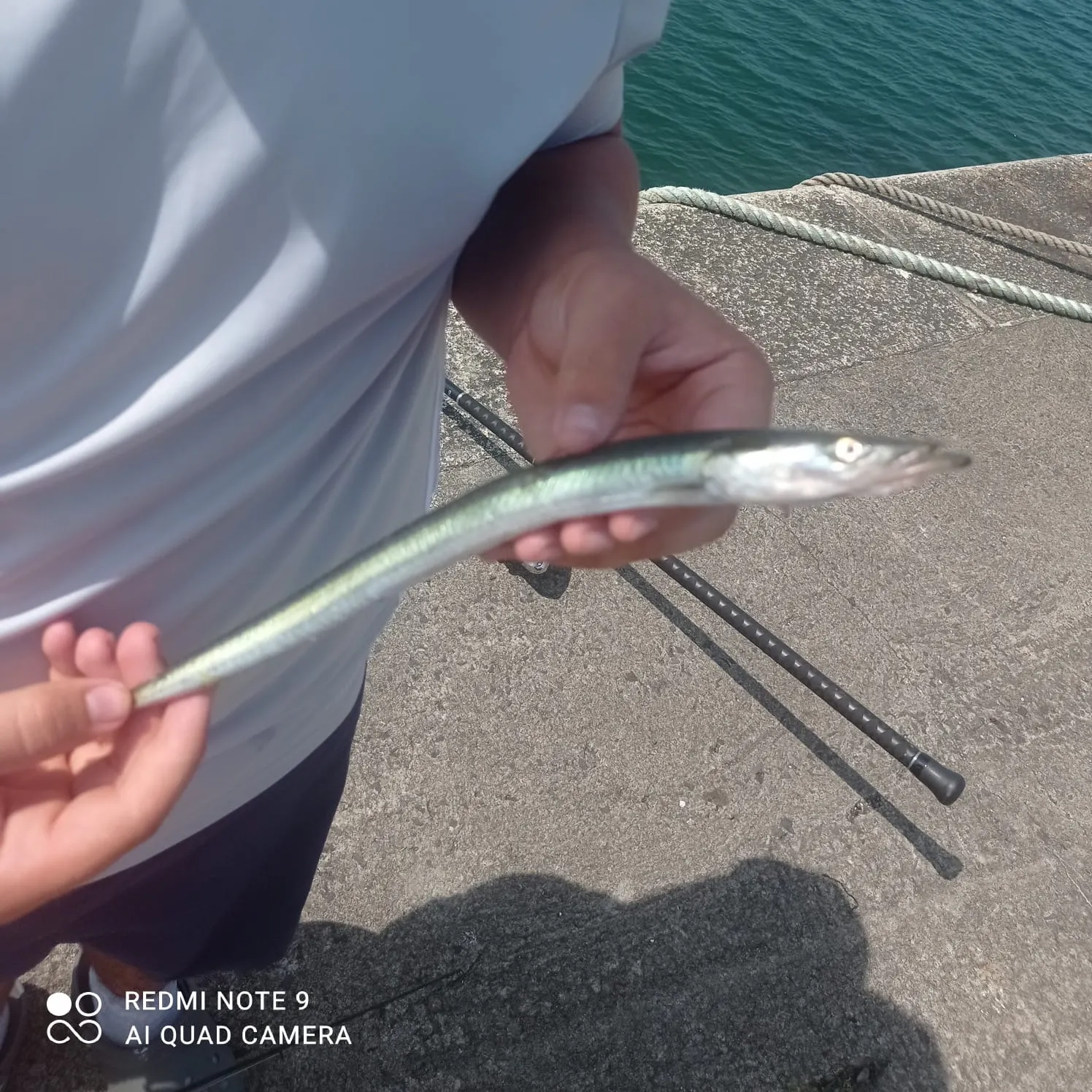 The most recent Great sandeel catches on Fishbrain