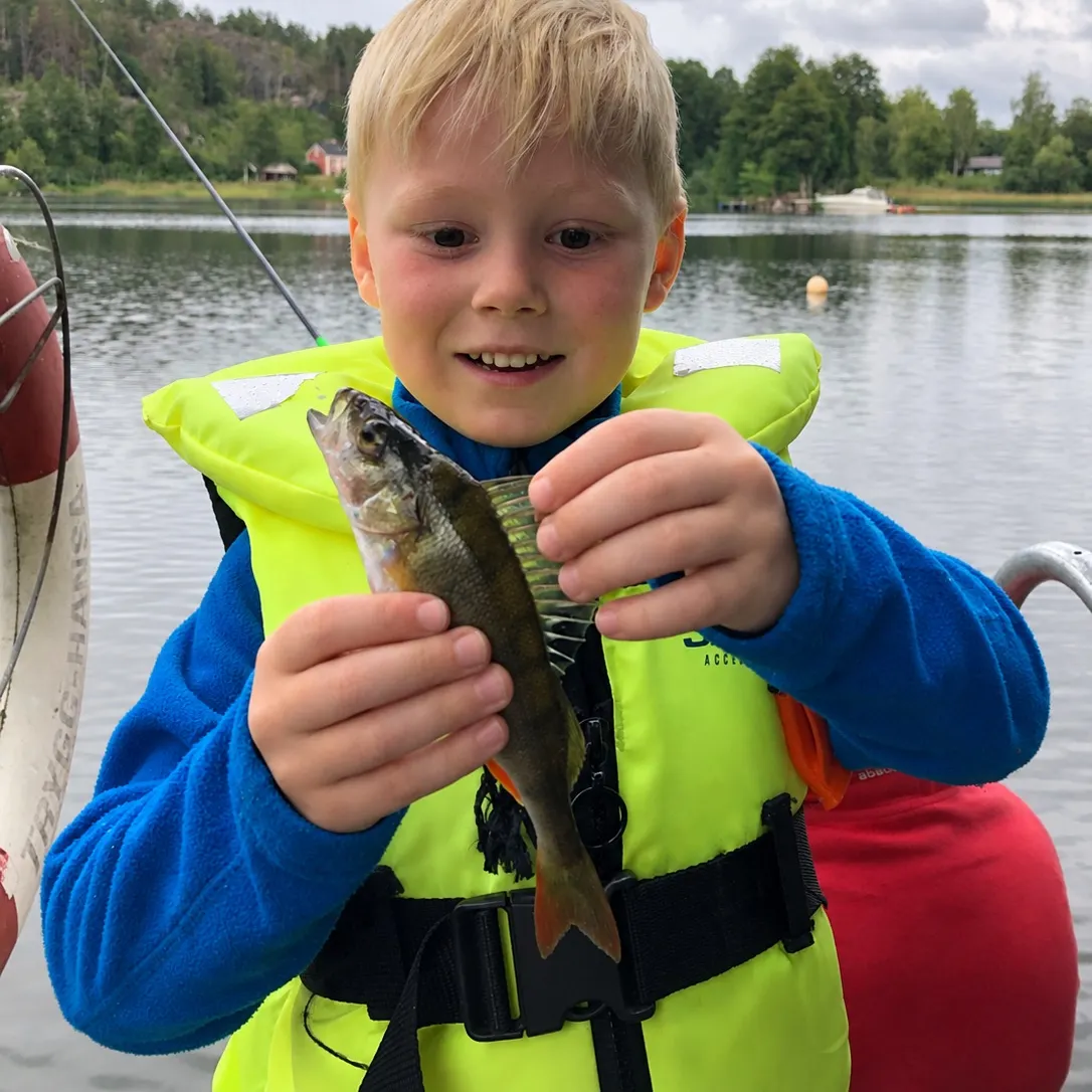 European perch caught on Fishbrain