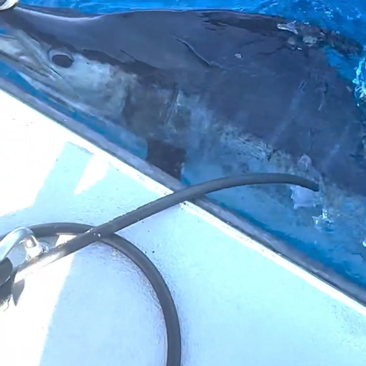 Striped marlin caught on Fishbrain