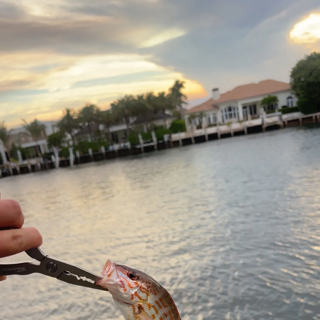 The most recent Lane snapper catches on Fishbrain