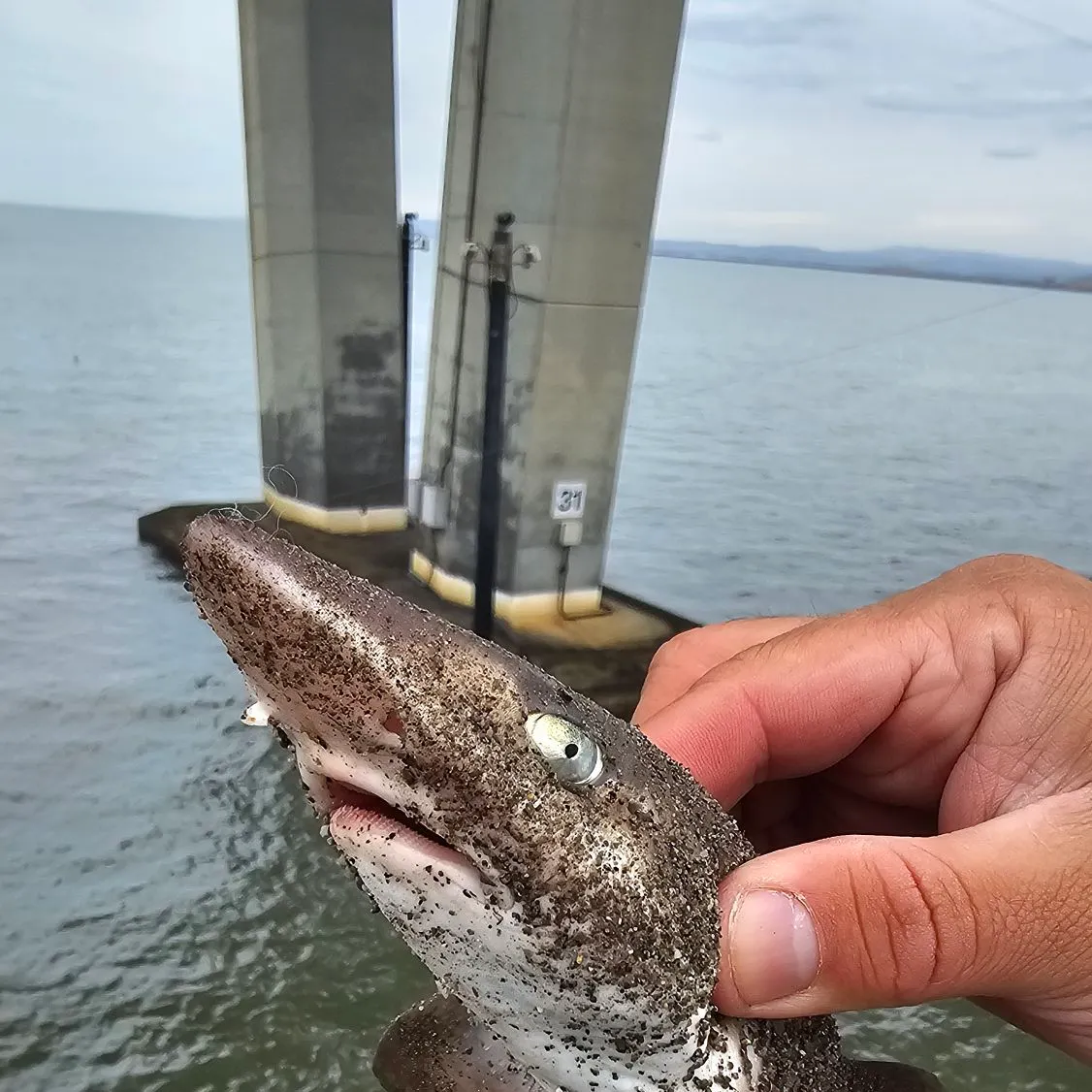 Tope shark caught on Fishbrain