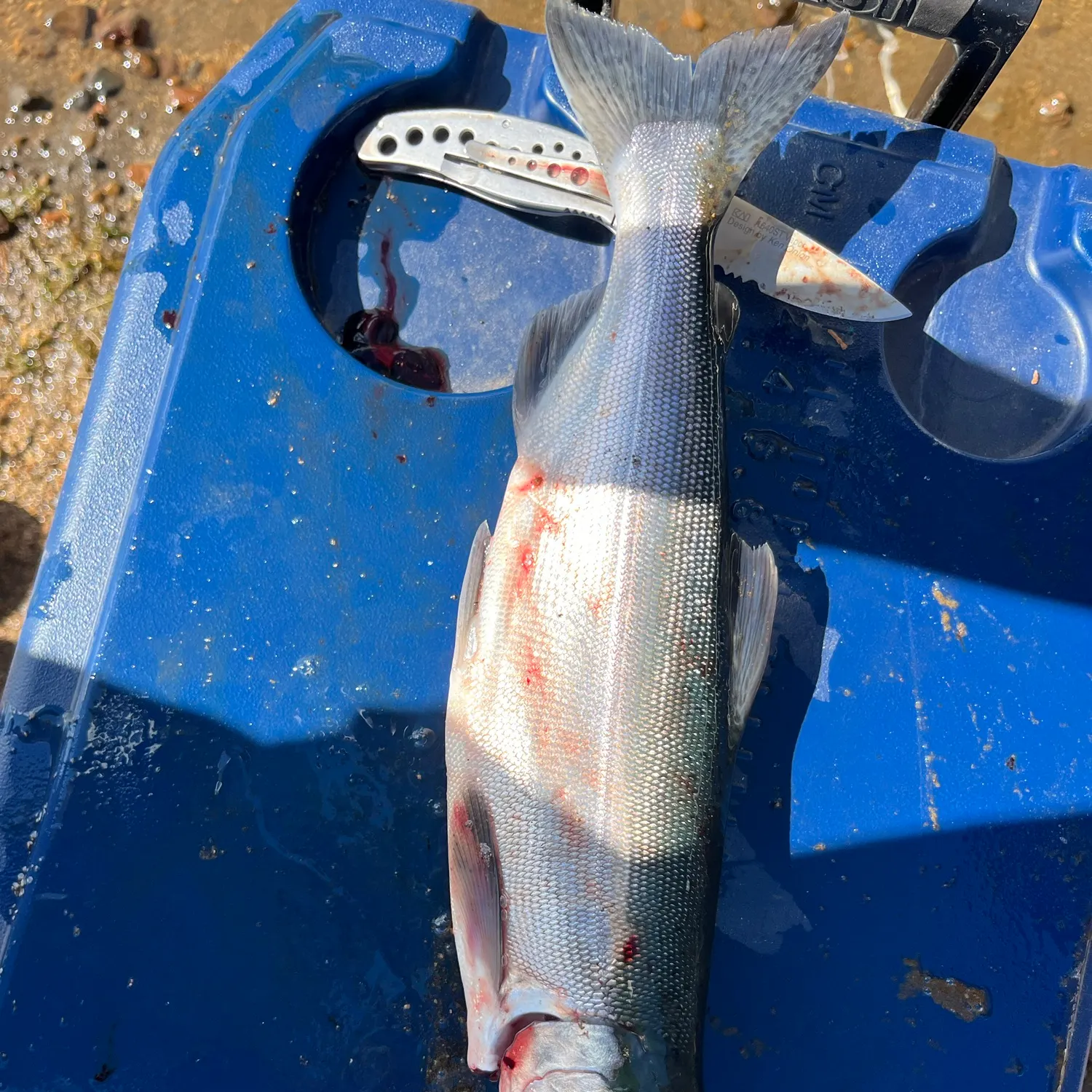 Kokanee salmon caught on Fishbrain