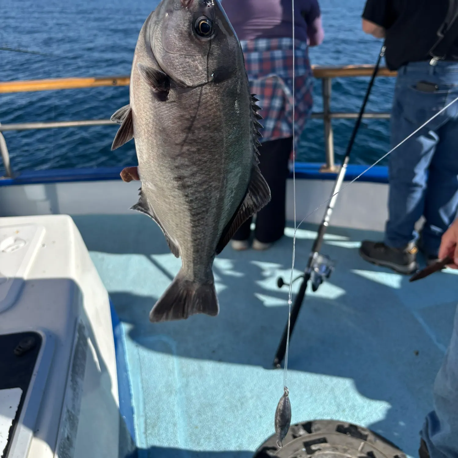 The most recent Blue tilapia catches on Fishbrain