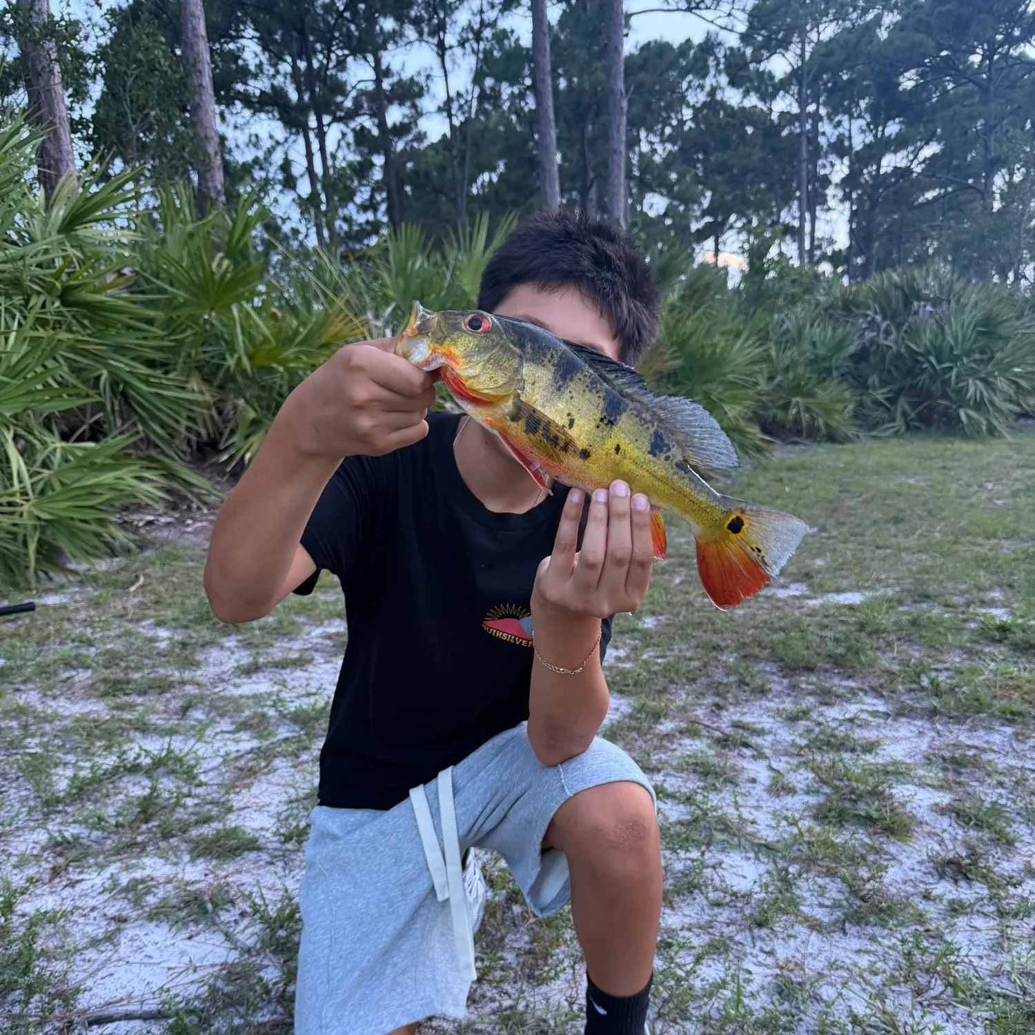 Butterfly peacock bass caught on Fishbrain