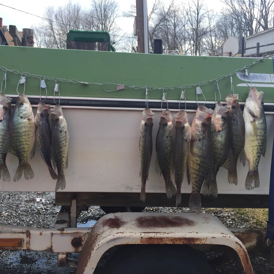 recently logged catches