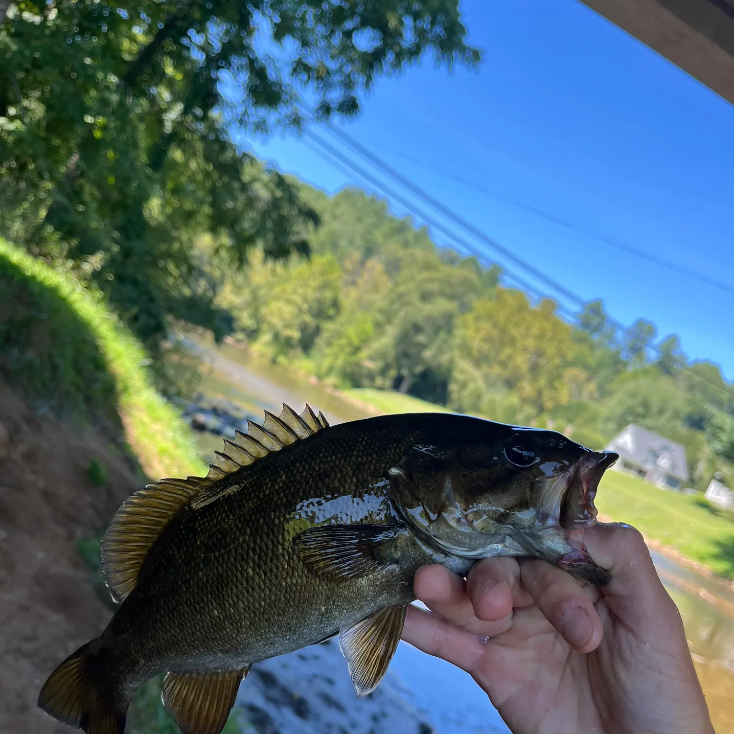 Smallmouth bass caught on Fishbrain