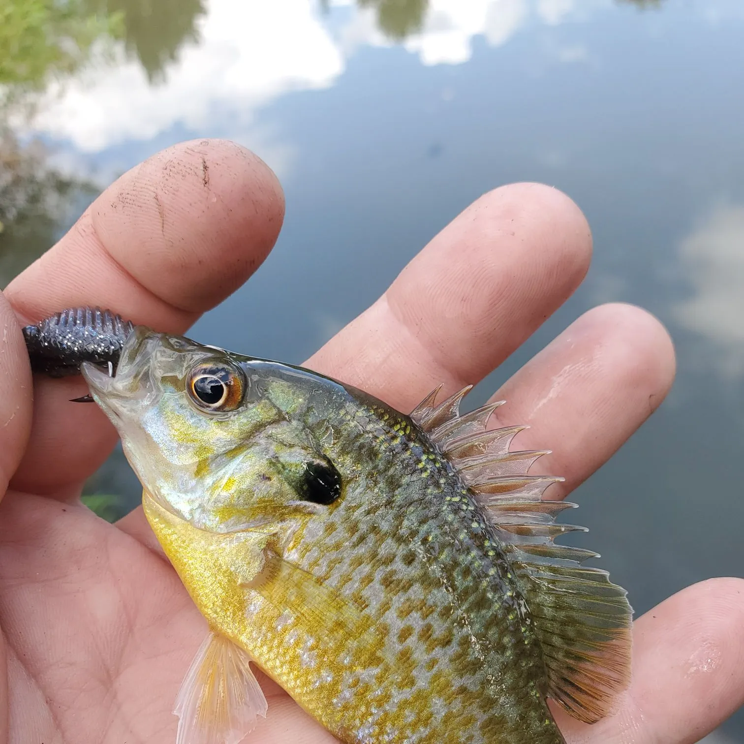 Redear sunfish caught on Fishbrain