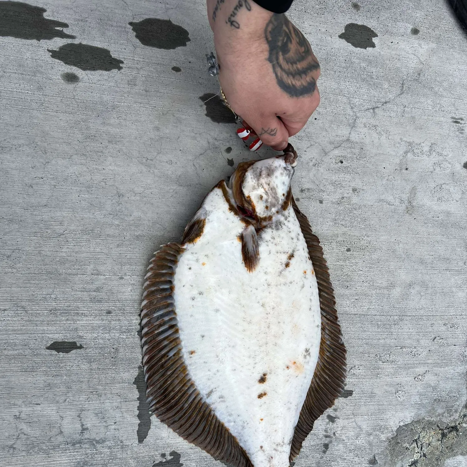 recently logged catches