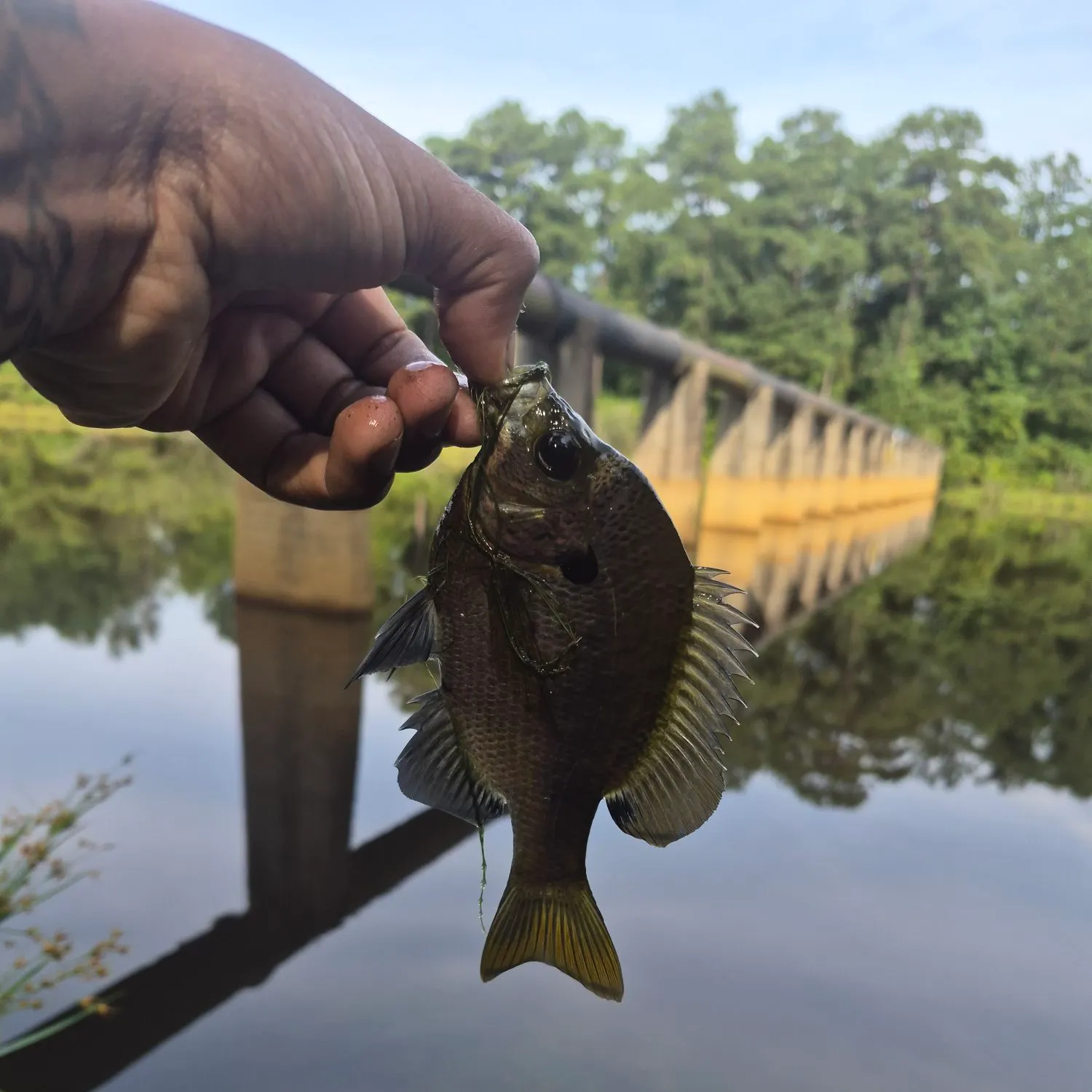 Bluegill caught on Fishbrain