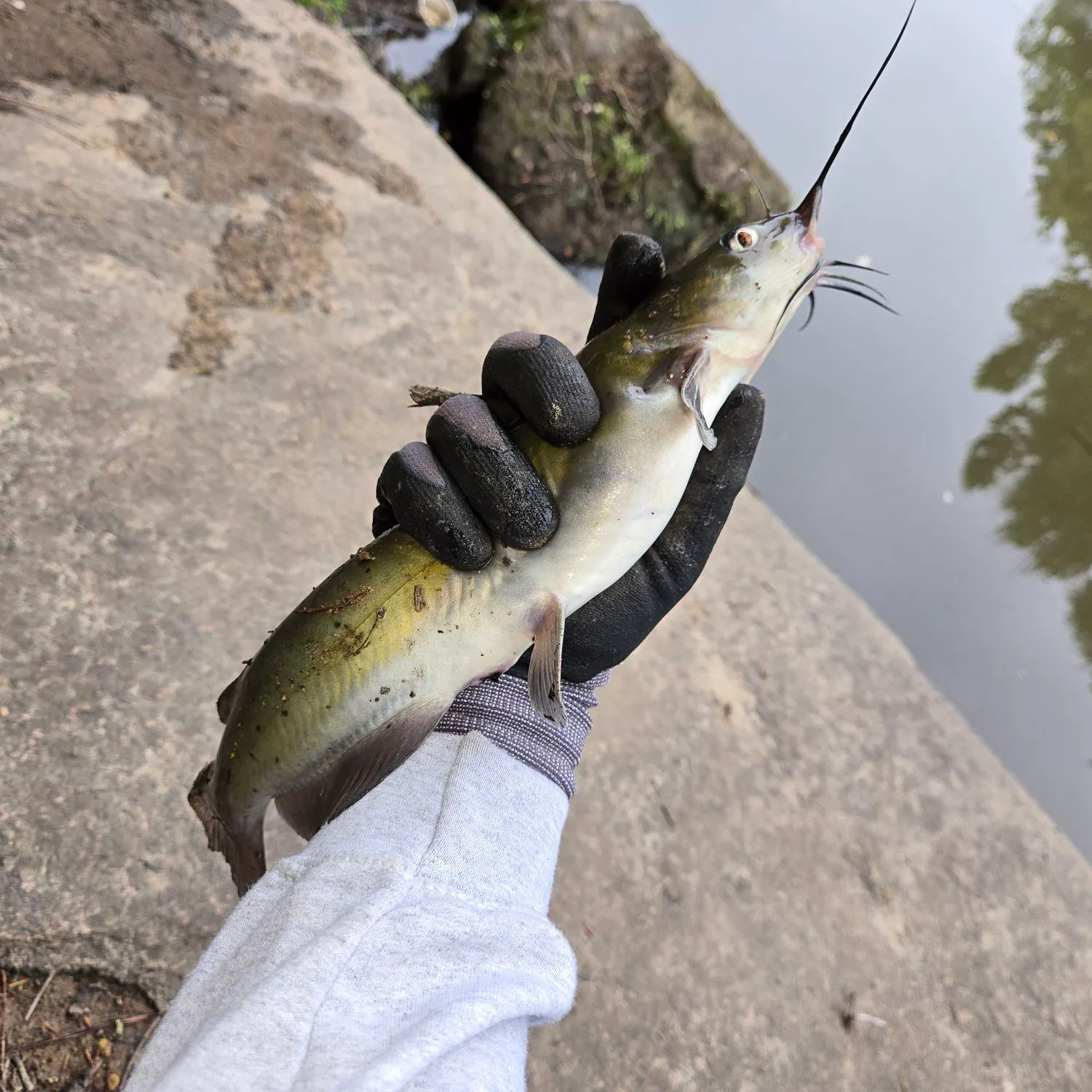 catch