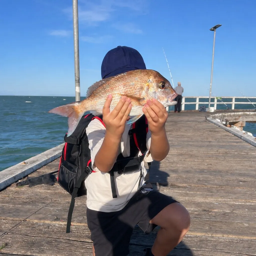 The most recent Australasian snapper catches on Fishbrain