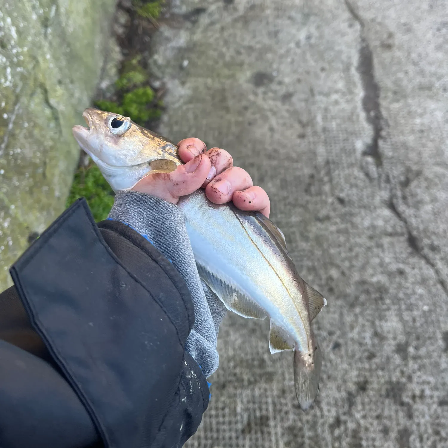 The most recent Whiting catches on Fishbrain