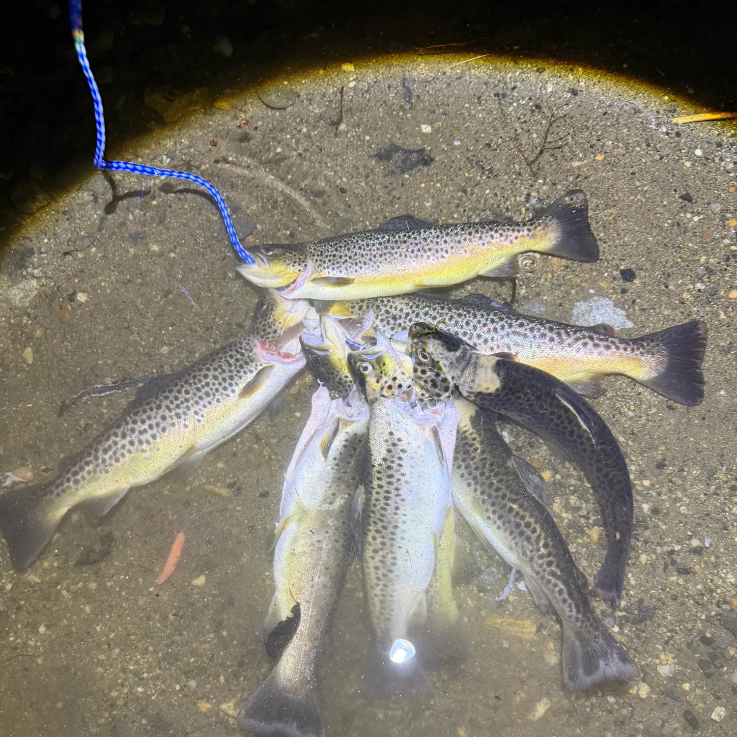 recently logged catches