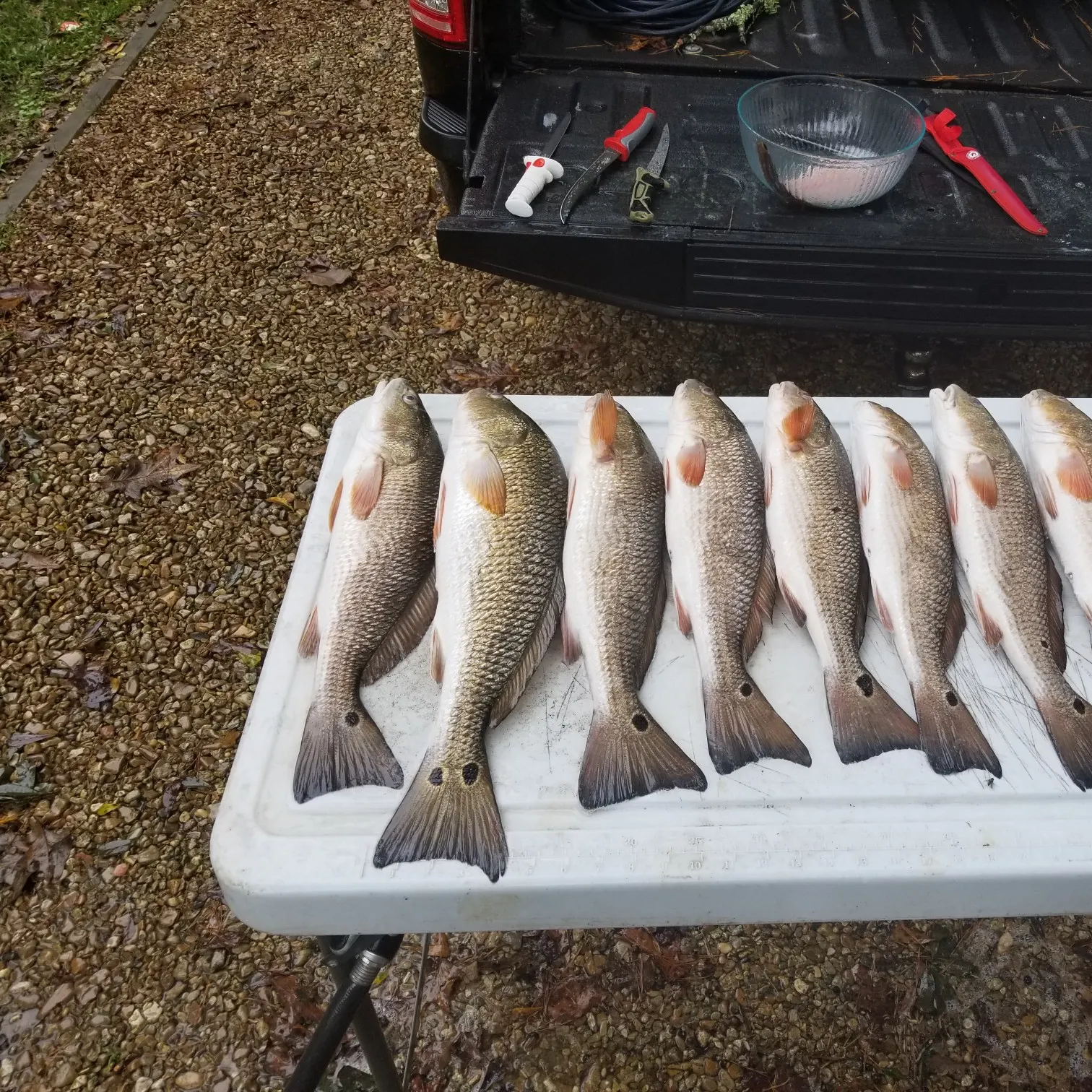 recently logged catches