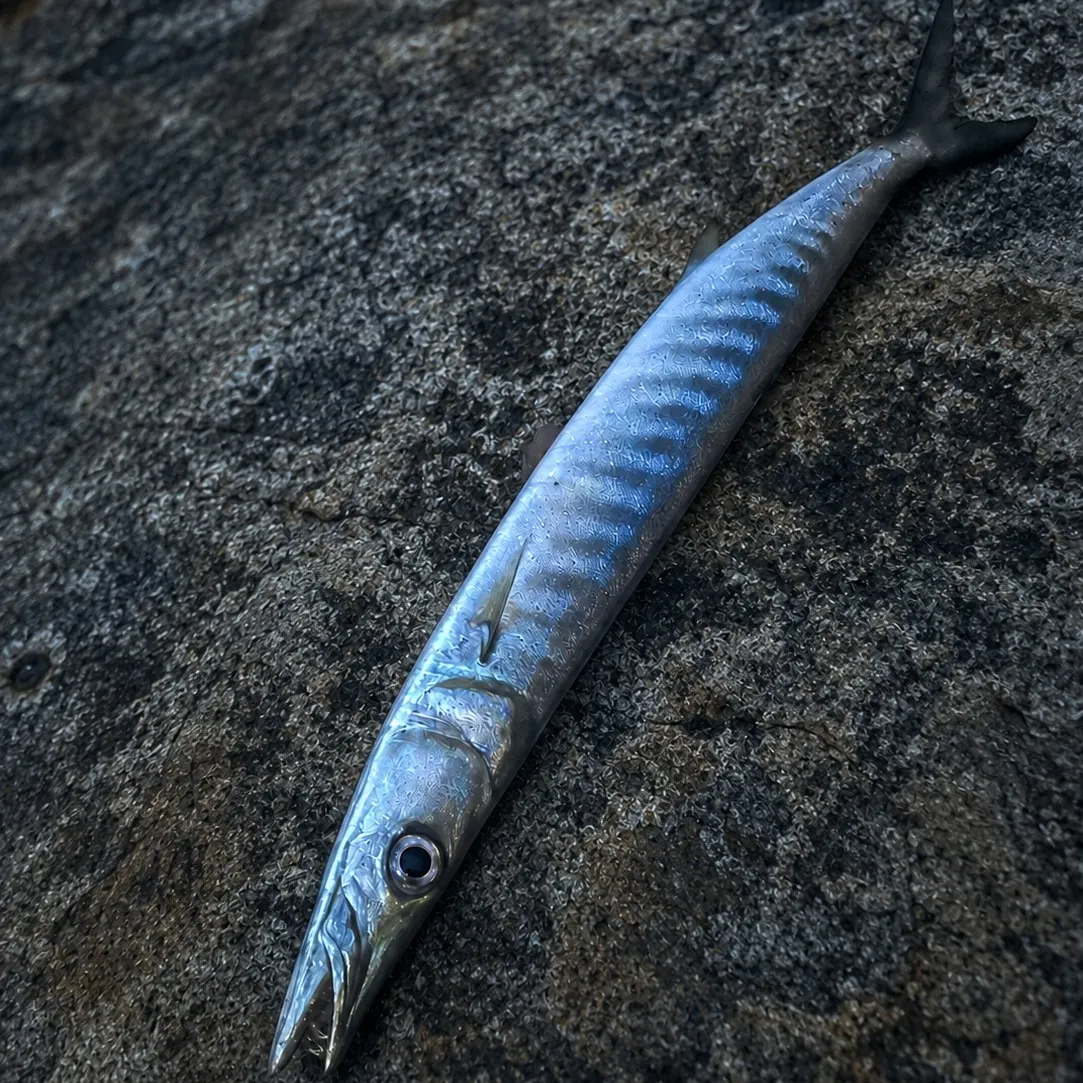 Great barracuda caught on Fishbrain