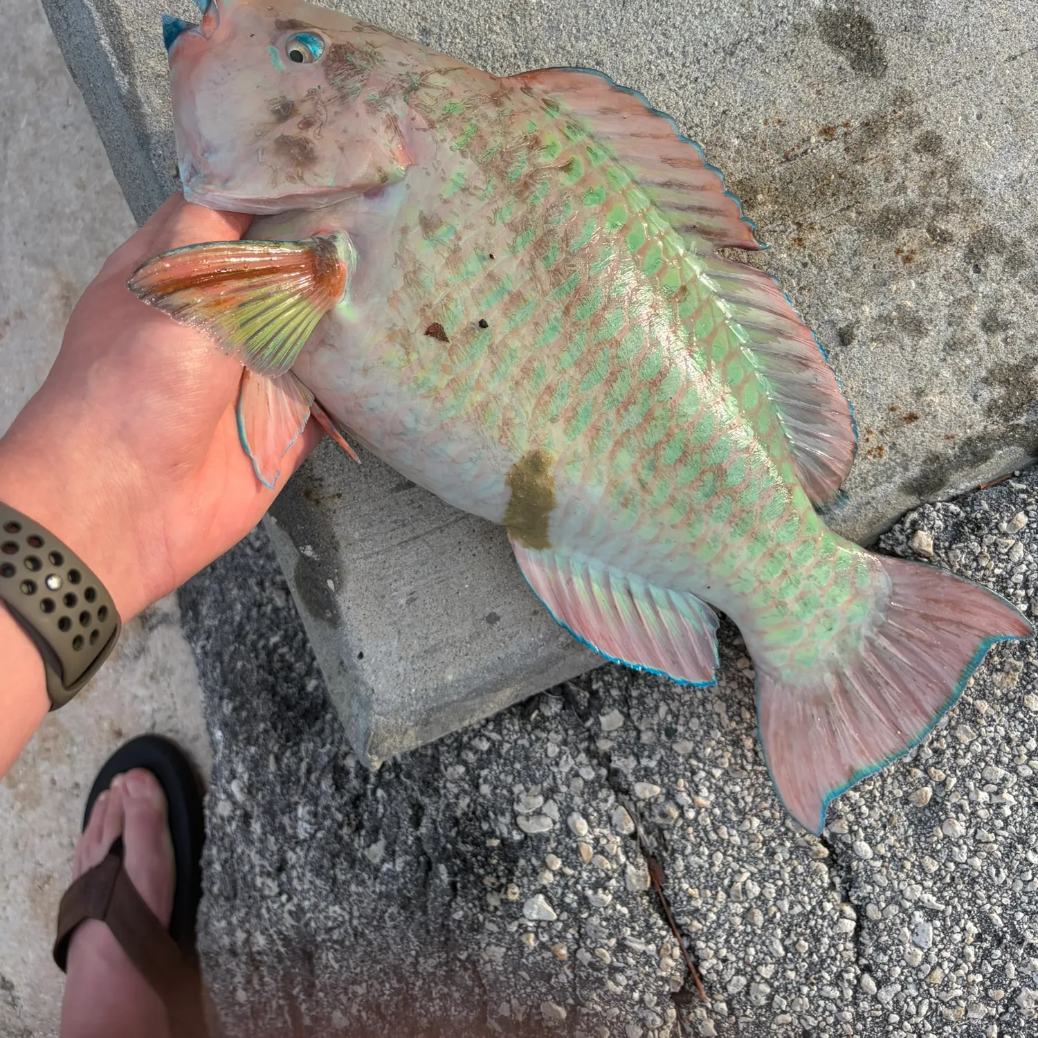 The most recent Rainbow parrotfish catches on Fishbrain