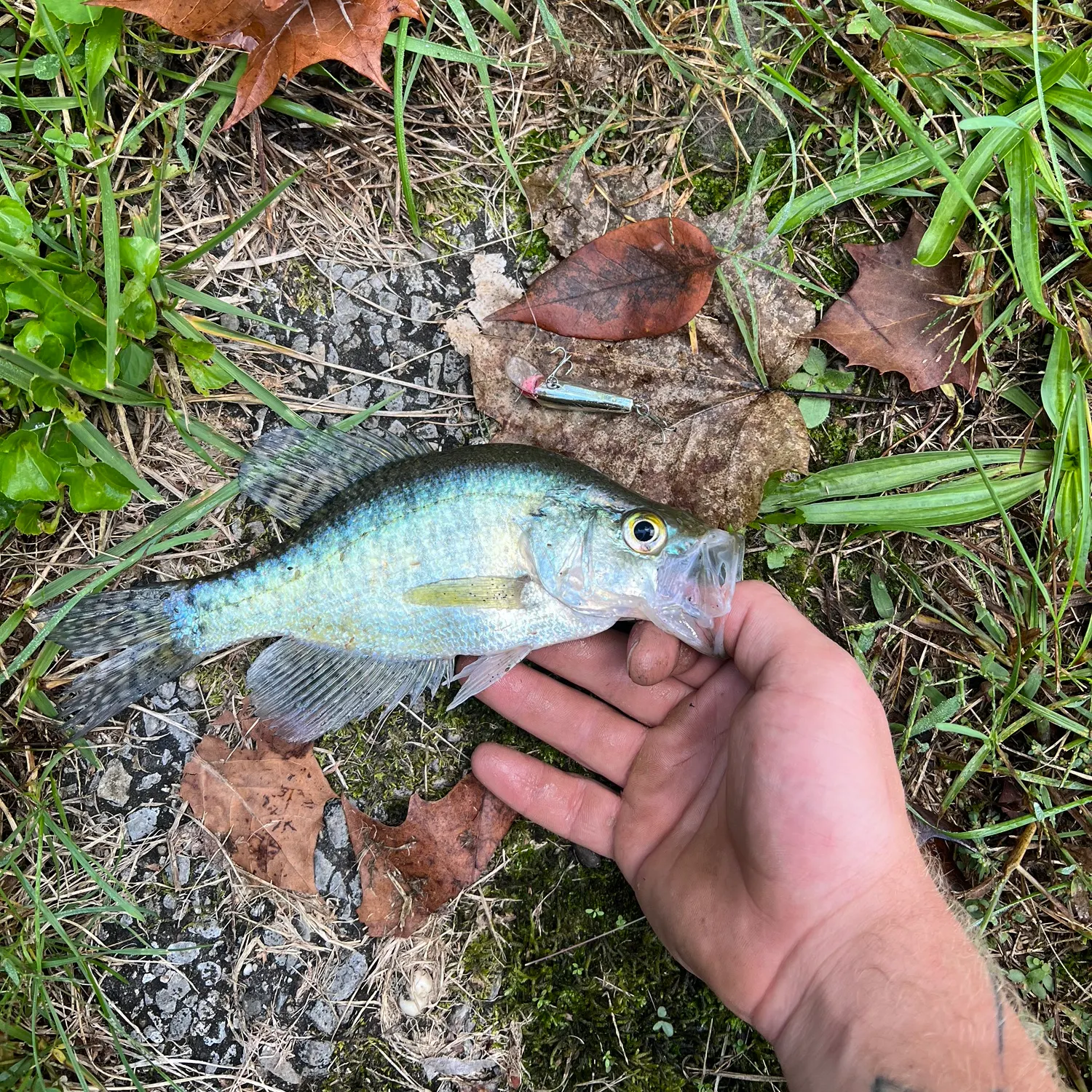 White crappie caught on Fishbrain