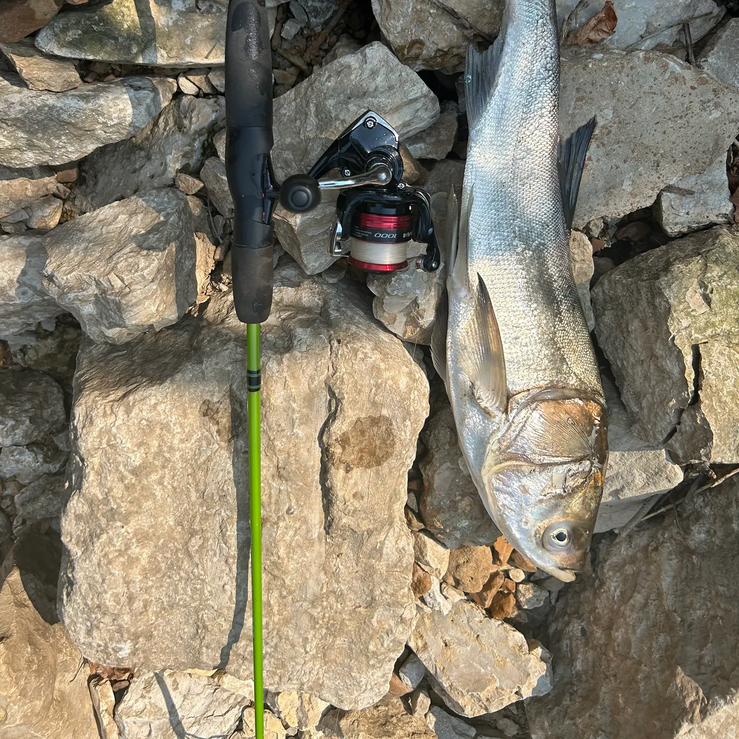 The most recent Silver carp catches on Fishbrain