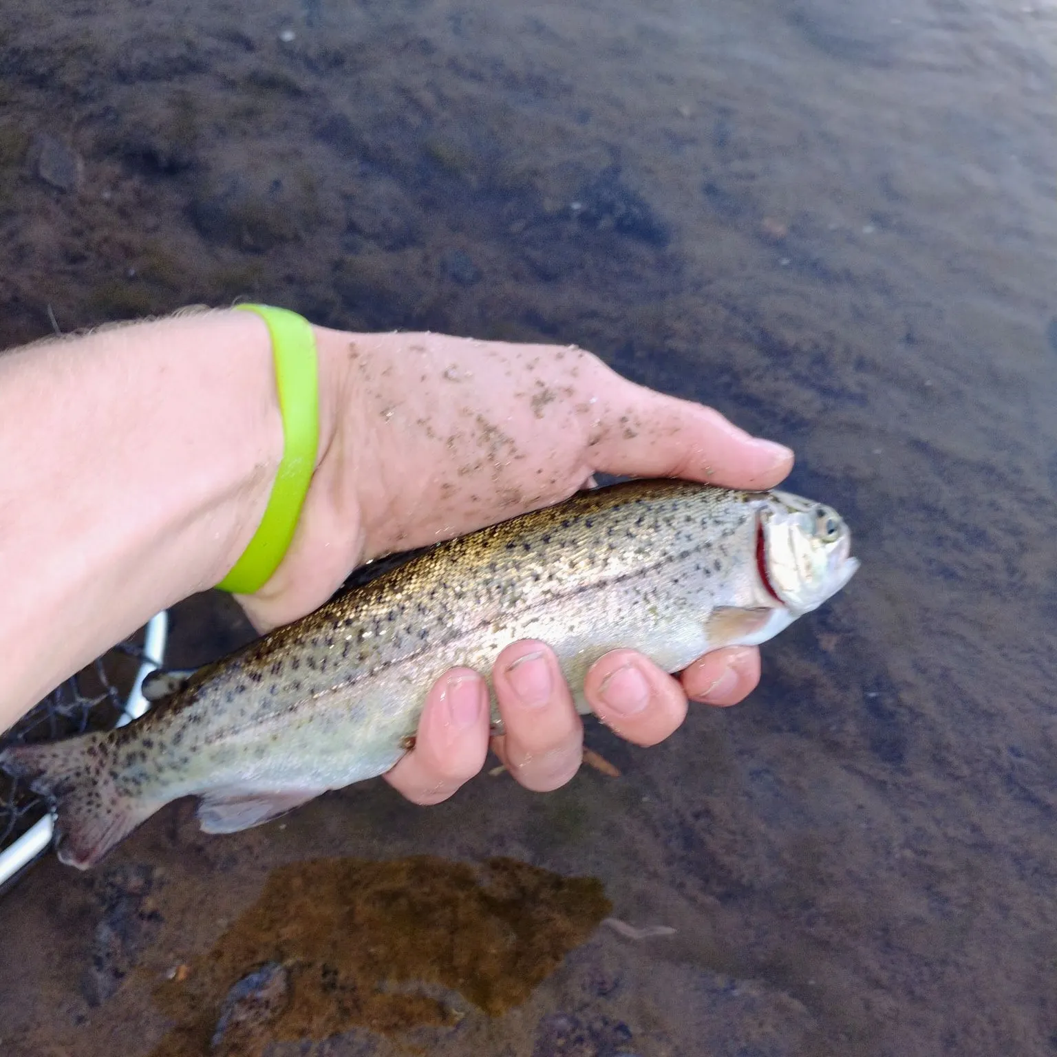 Rainbow trout caught on Fishbrain