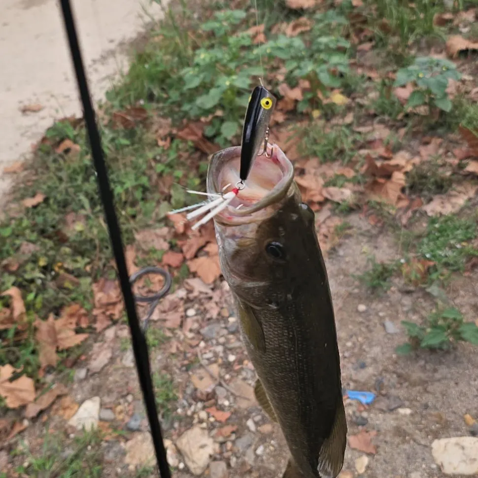 Smallmouth bass caught on Fishbrain