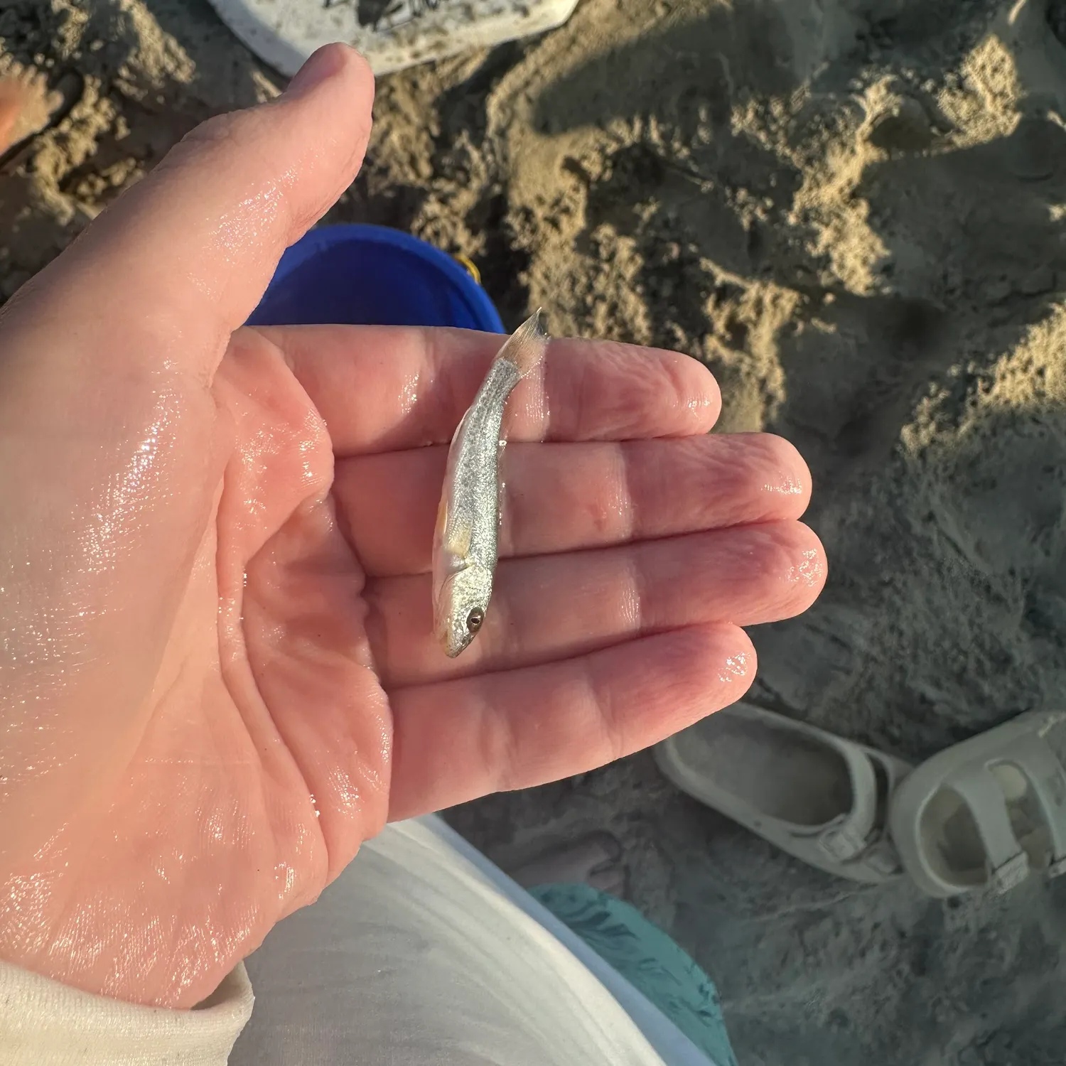Gray weakfish caught on Fishbrain