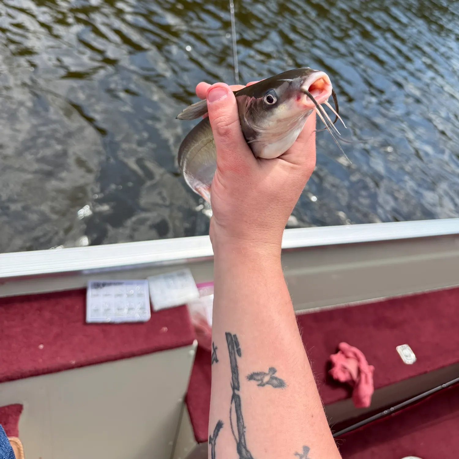 recently logged catches