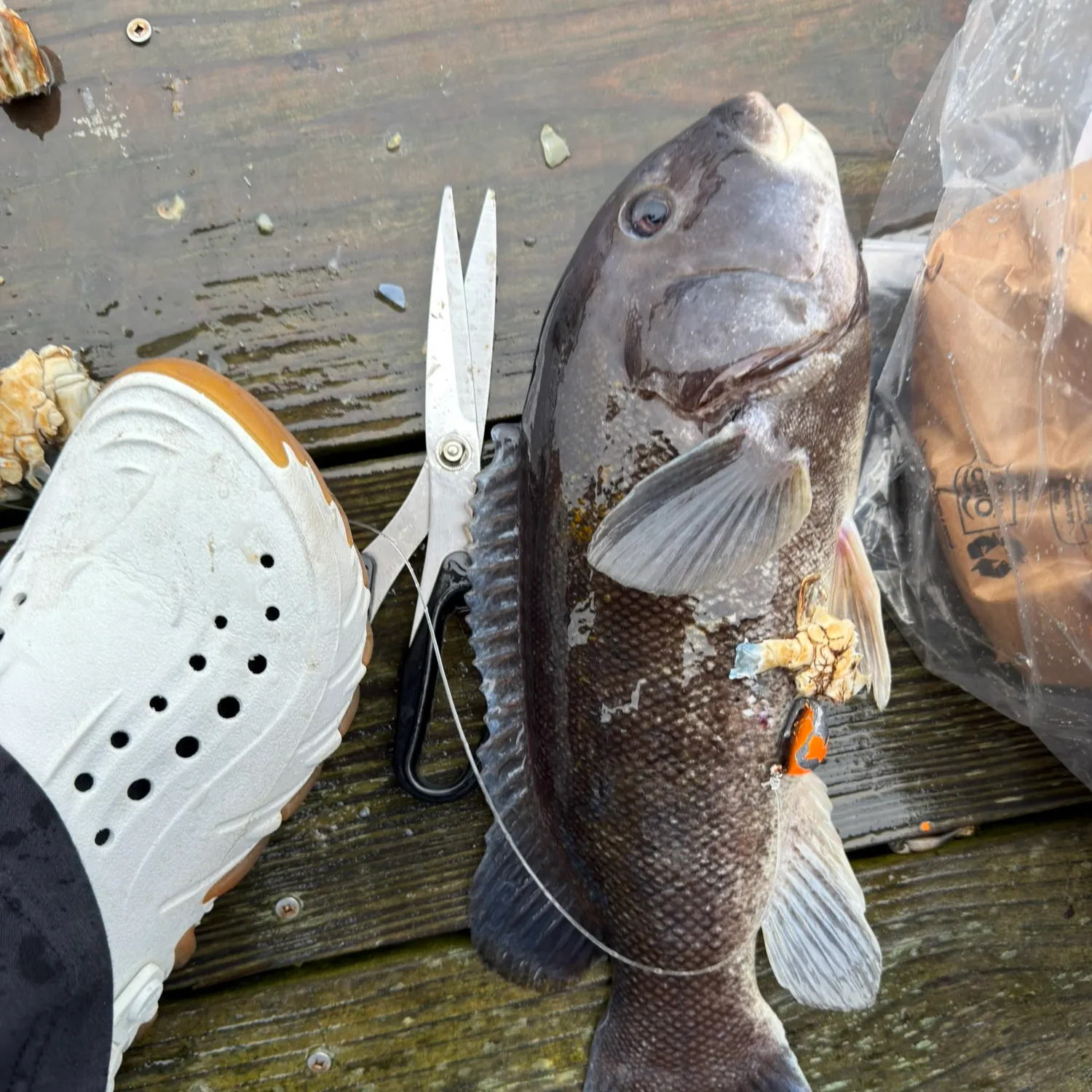 Tautog caught on Fishbrain