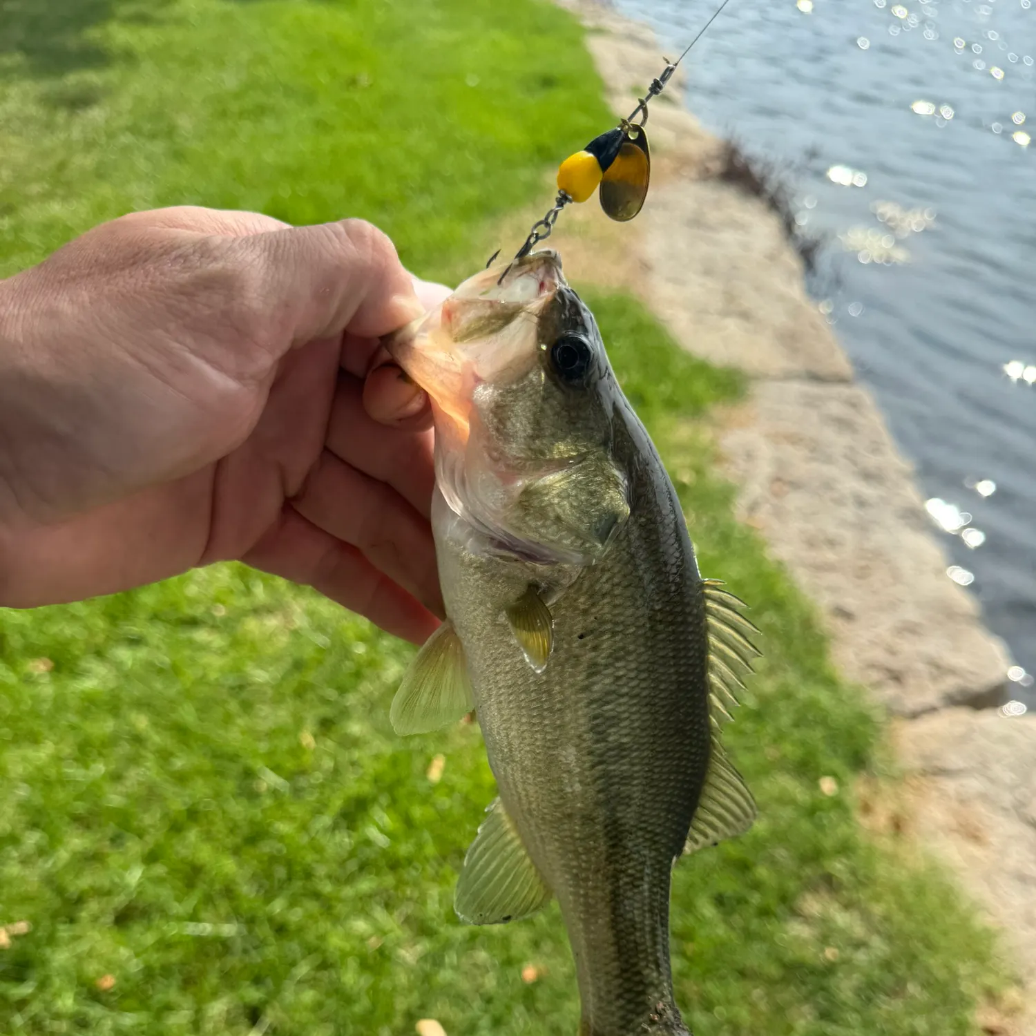 Largemouth bass caught on Fishbrain