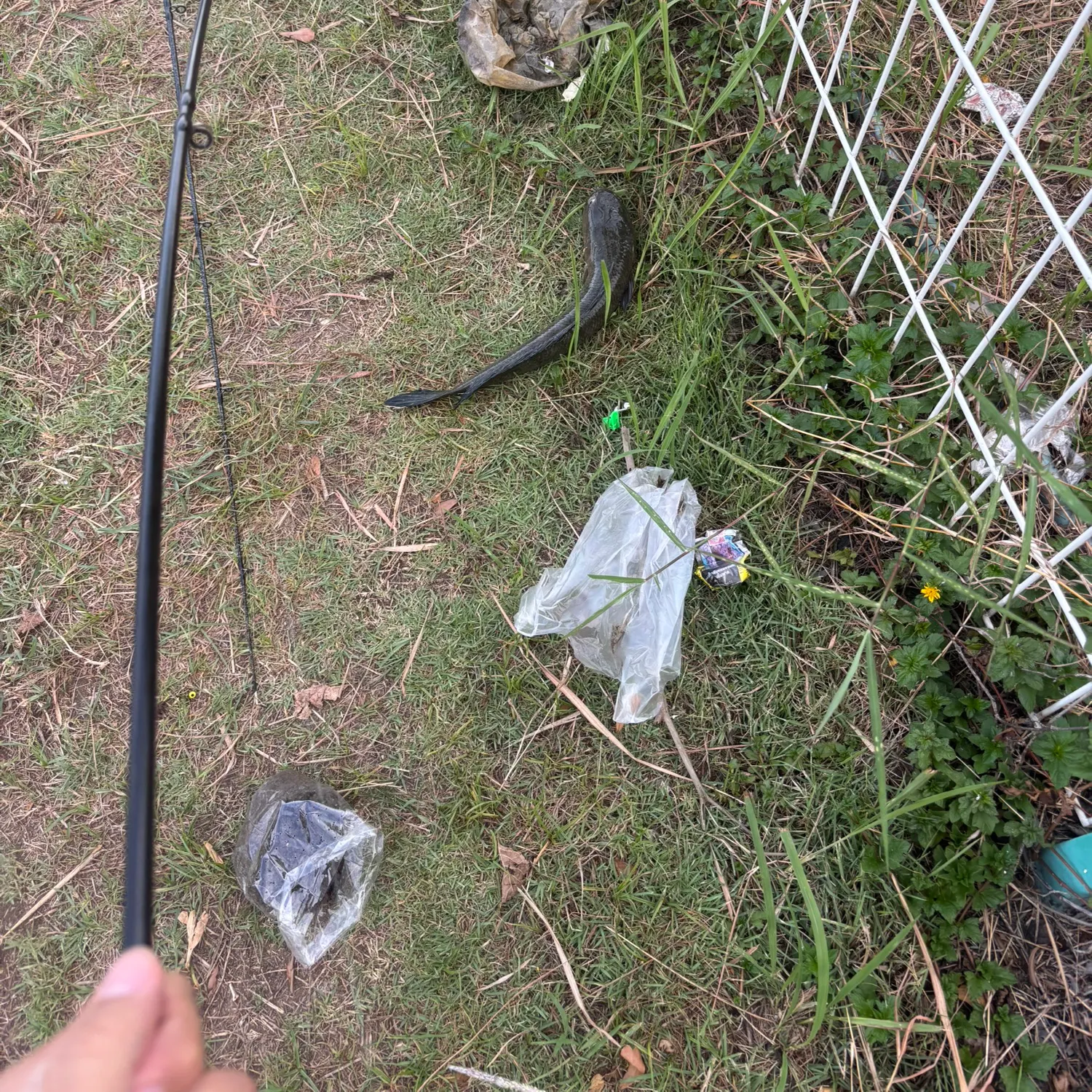 Fish caught on Fishbrain
