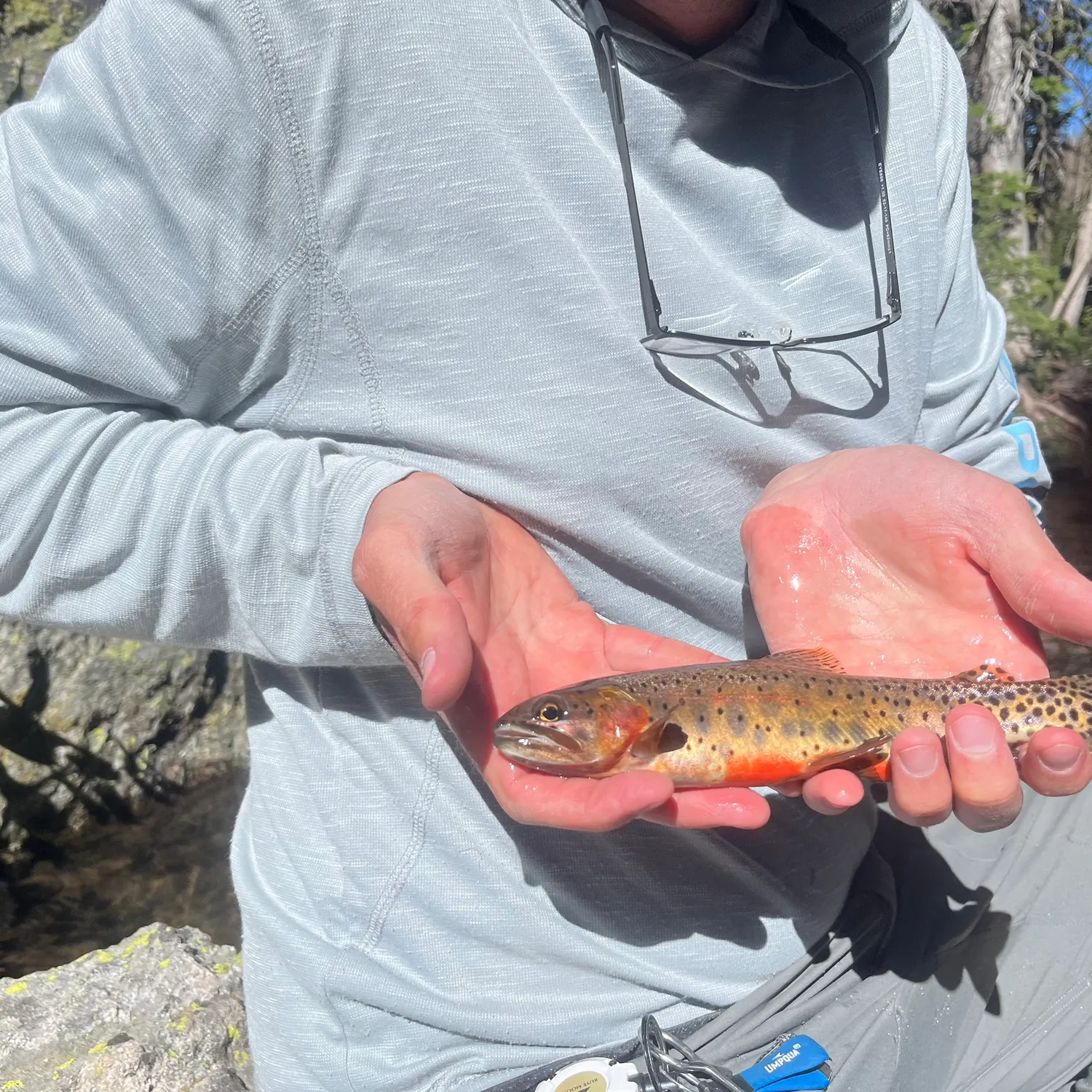 The most recent Colorado river cutthroat trout catches on Fishbrain