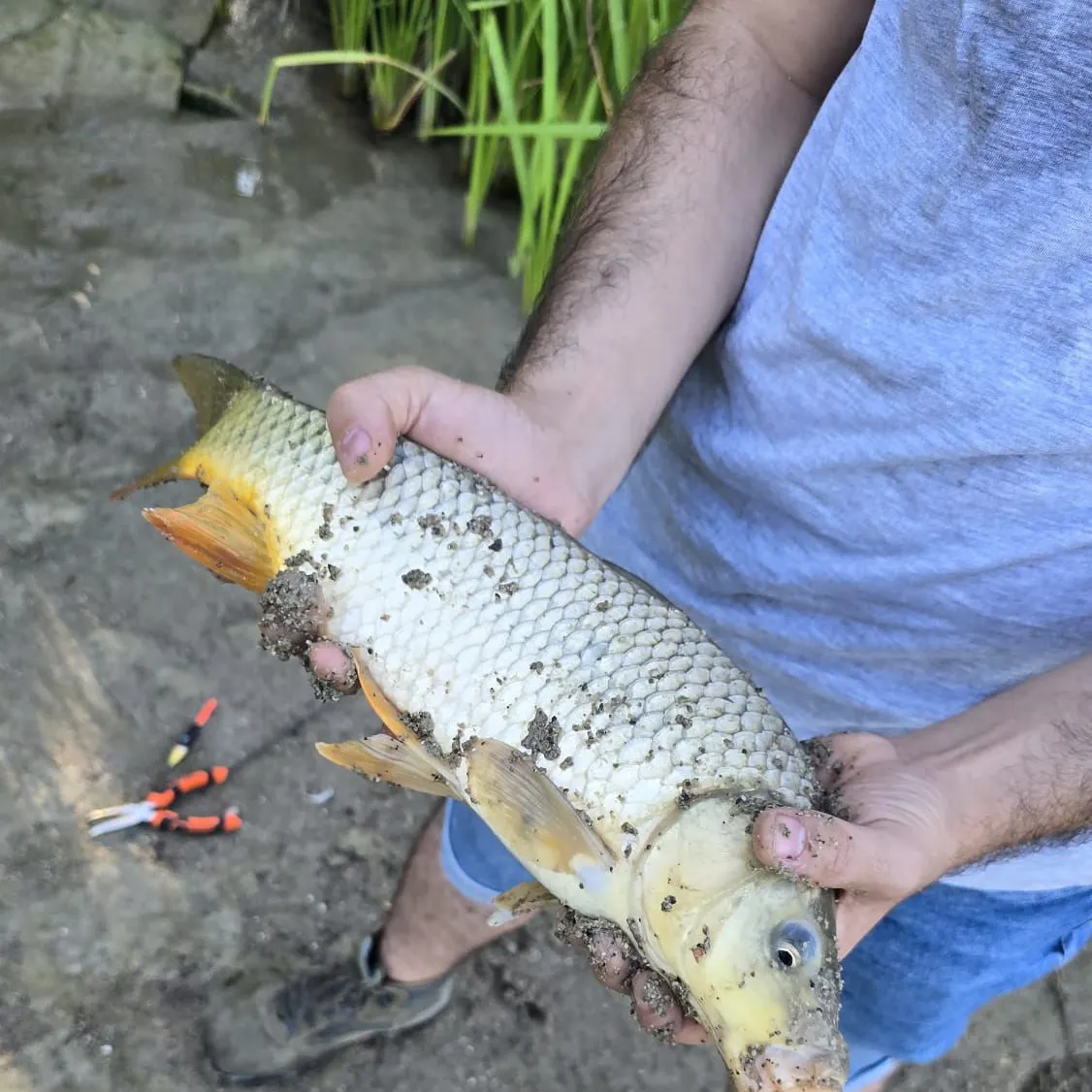 Common carp caught on Fishbrain